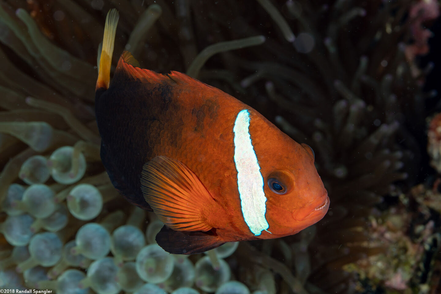 Amphiprion frenatus (Tomato Anemonefish)