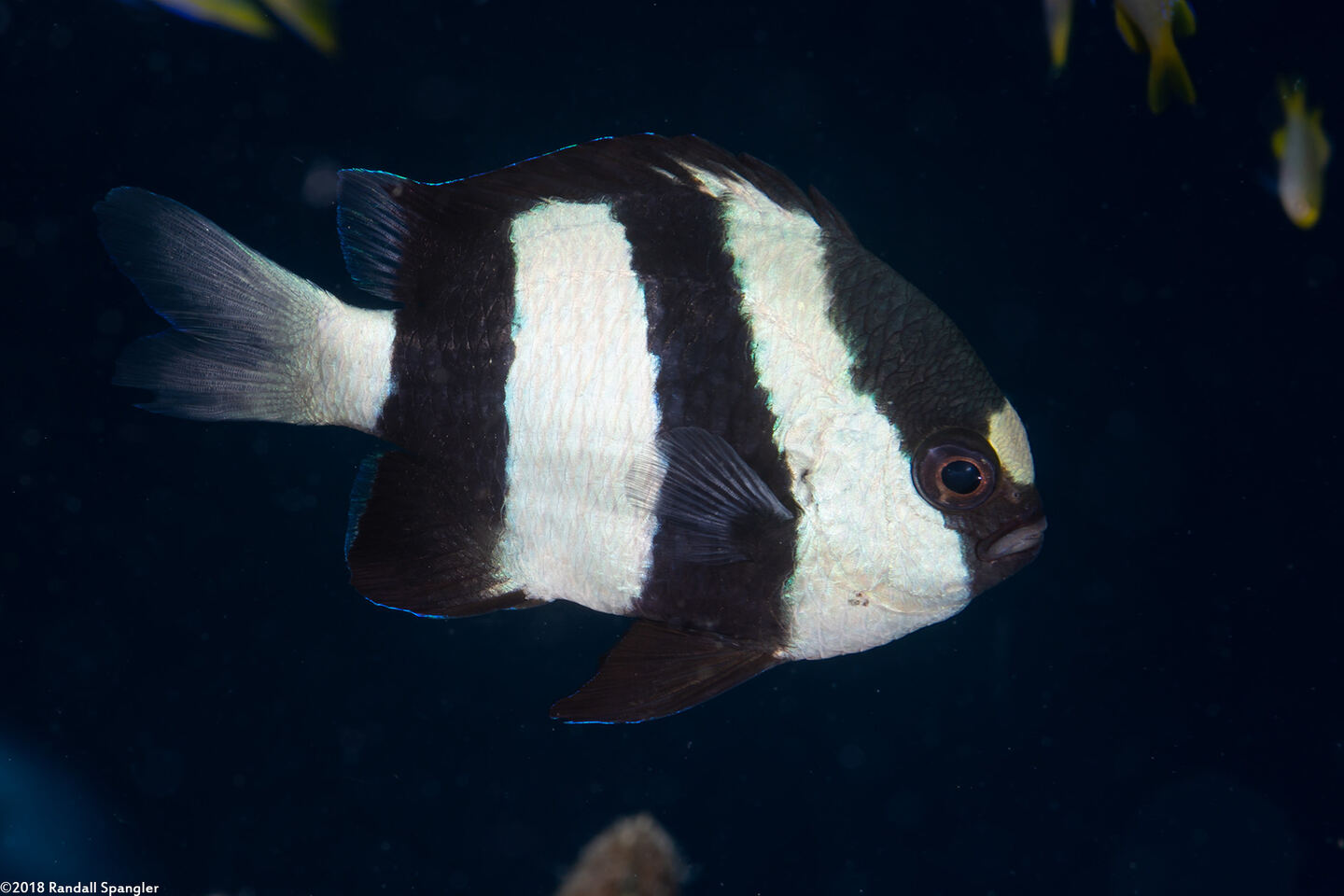 Dascyllus aruanus (Humbug Dascyllus)