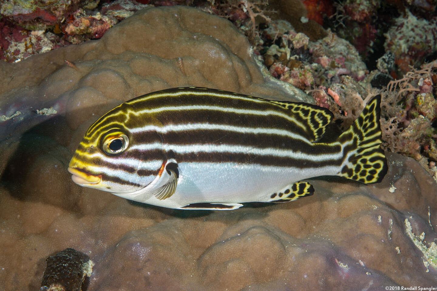 Plectorhinchus lessonii (Striped Sweetlips)