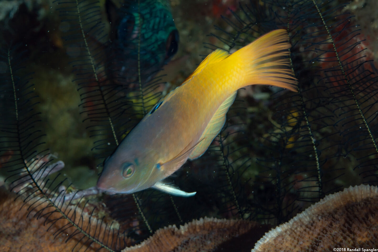 Halichoeres prosopeion (Twotone Wrasse)