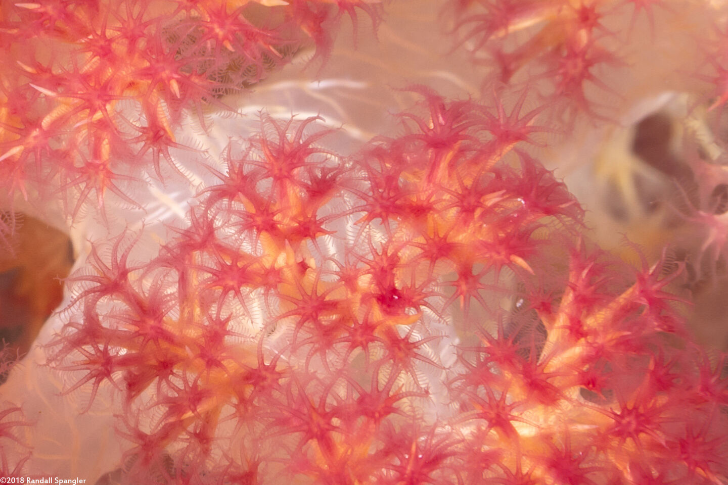 Dendronephthya sp.1 (Dendronephthya); Close up