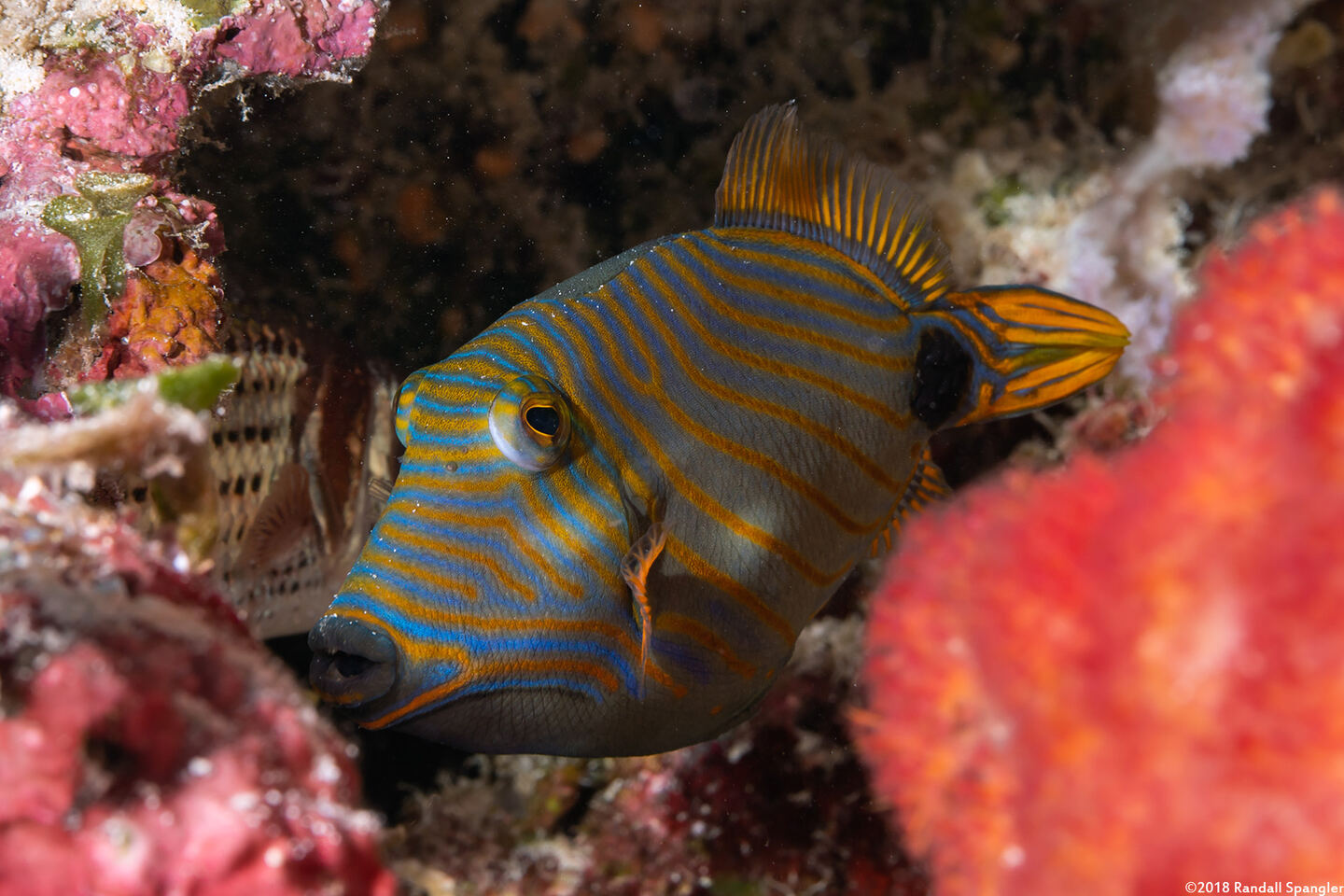 Balistapus undulatus (Orange-Lined Triggerfish)