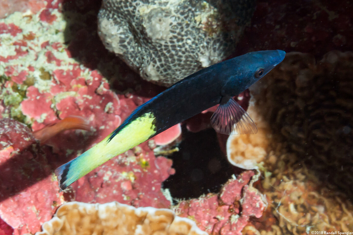 Labroides bicolor (Bicolor Cleaner Wrasse)