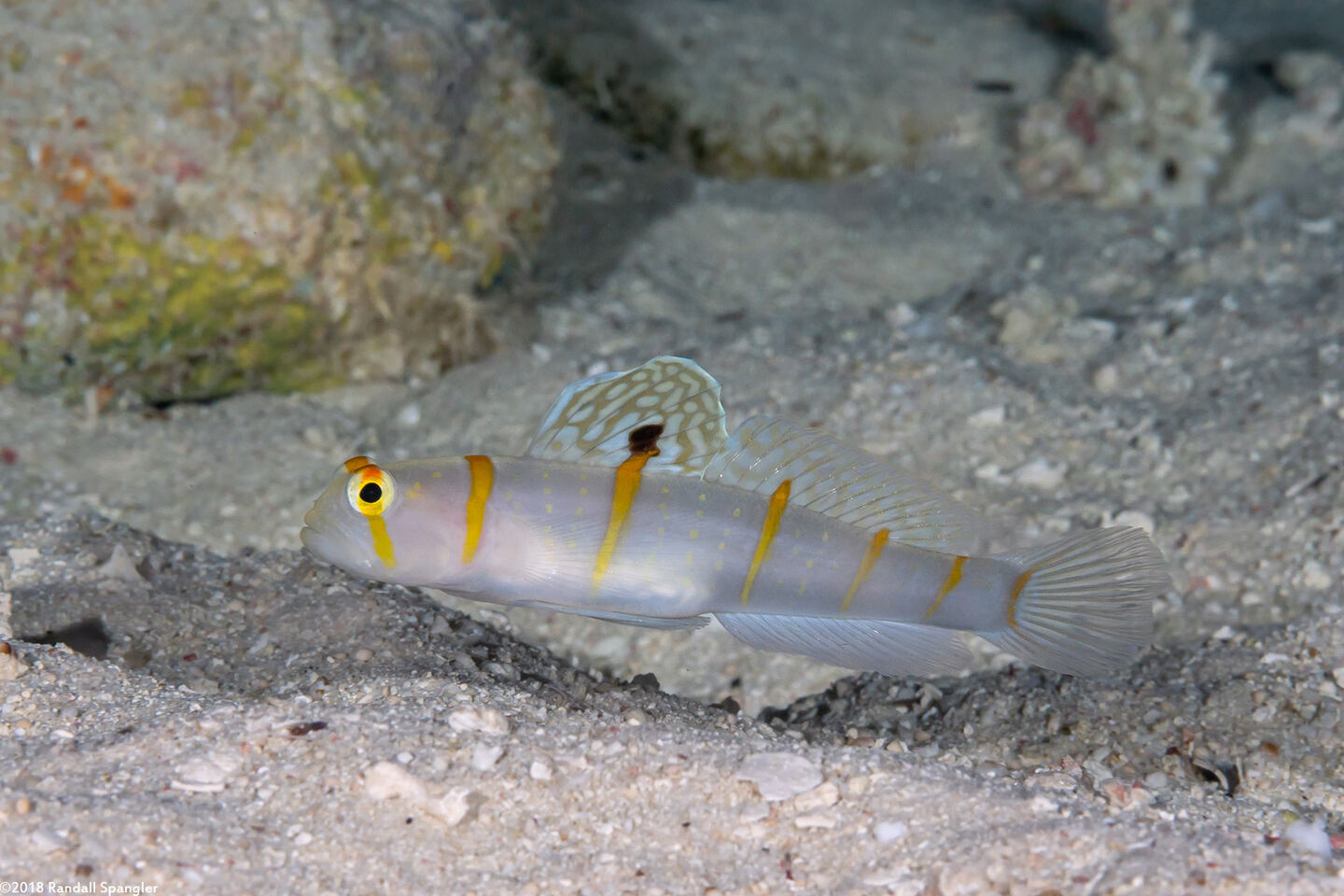 Amblyeleotris randalli (Randall's Shrimpgoby)