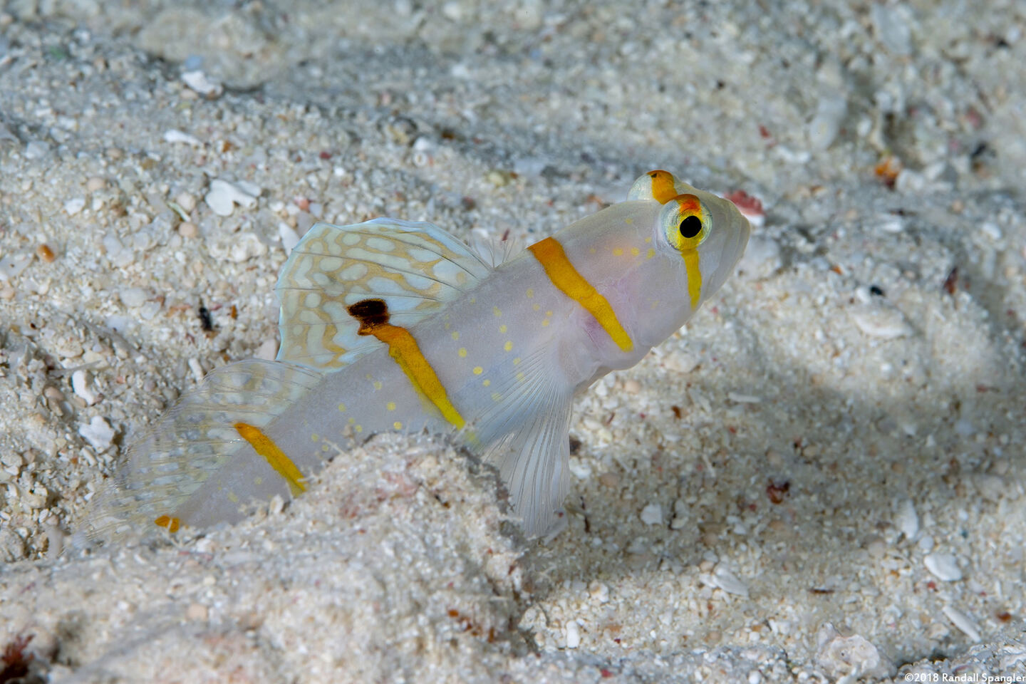 Amblyeleotris randalli (Randall's Shrimpgoby)