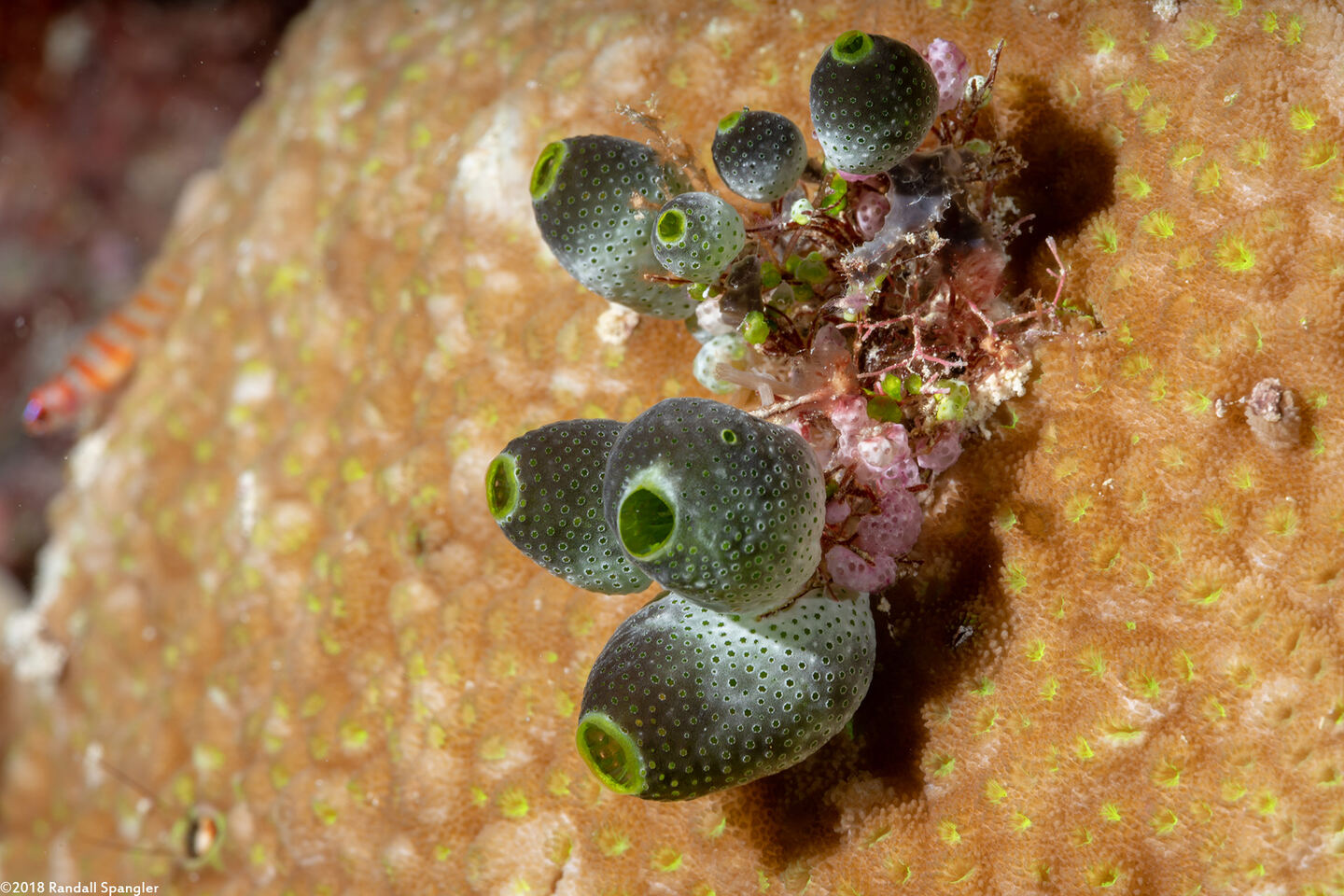 Atriolum robustum (Robust Sea Squirt)