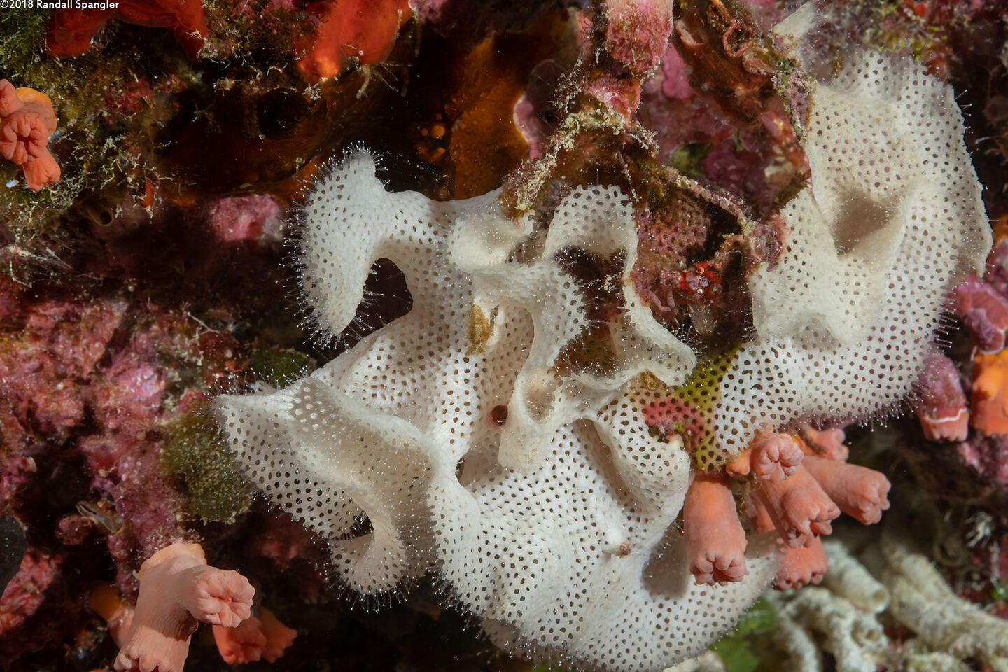 Triphyllozoon trifoliatum (Triphyllozoon Trifoliatum)