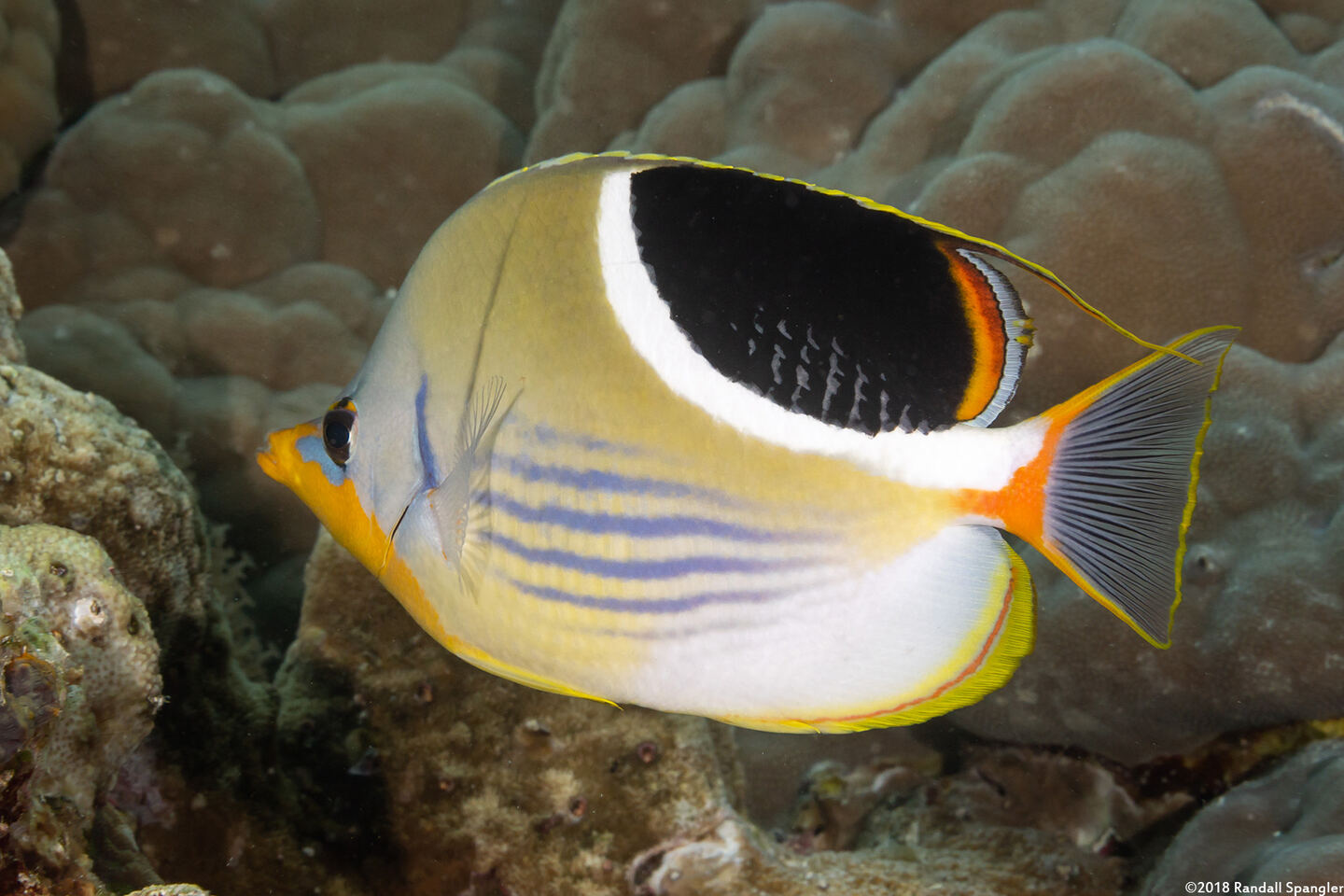 Chaetodon ephippium (Saddled Butterflyfish)