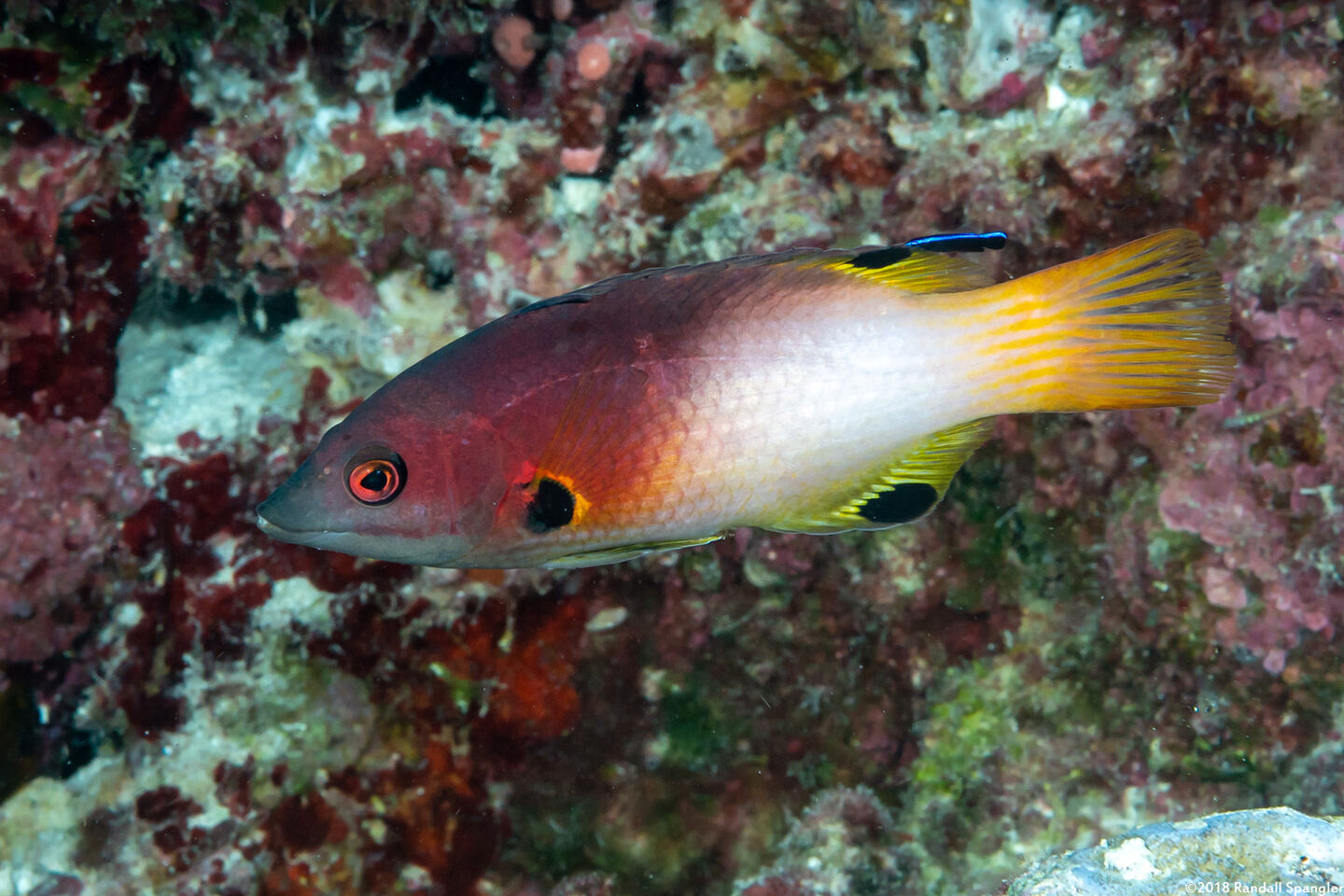 Bodianus axillaris (Axilspot Hogfish)