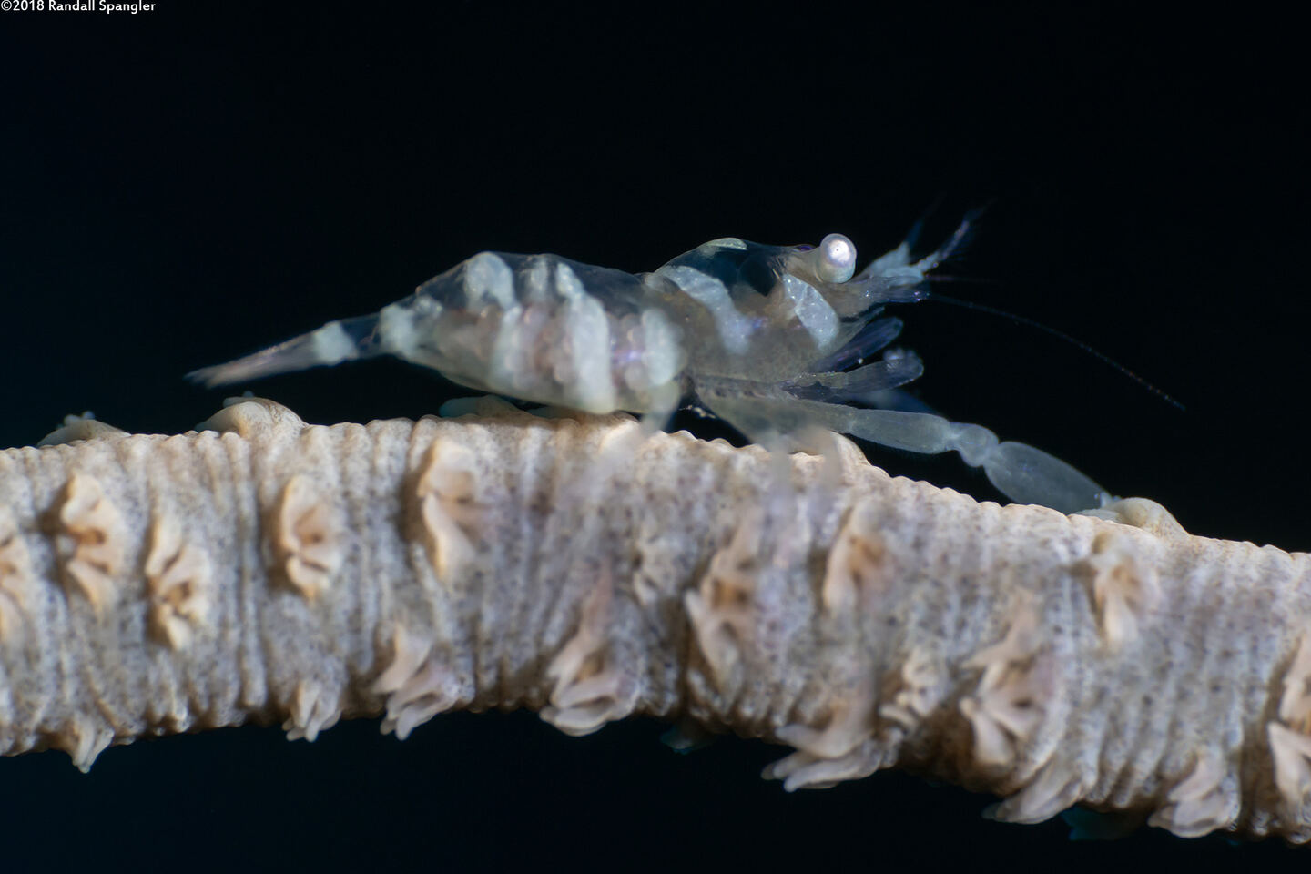 Pontonides ankeri (Barred Wire Coral Shrimp)