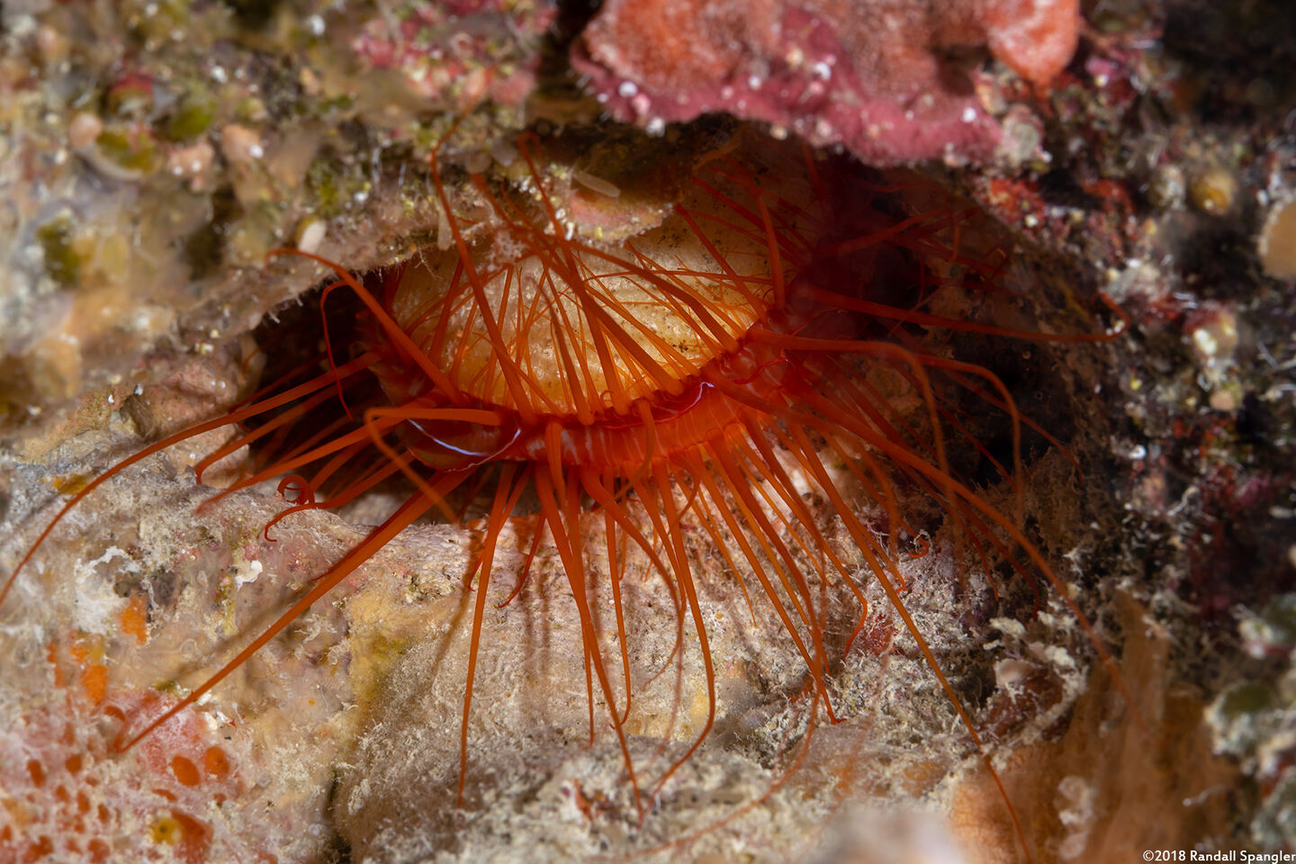 Ctenoides ales (Electric Fileclam)