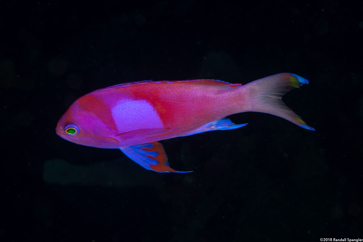 Pseudanthias pleurotaenia (Squarespot Anthias)