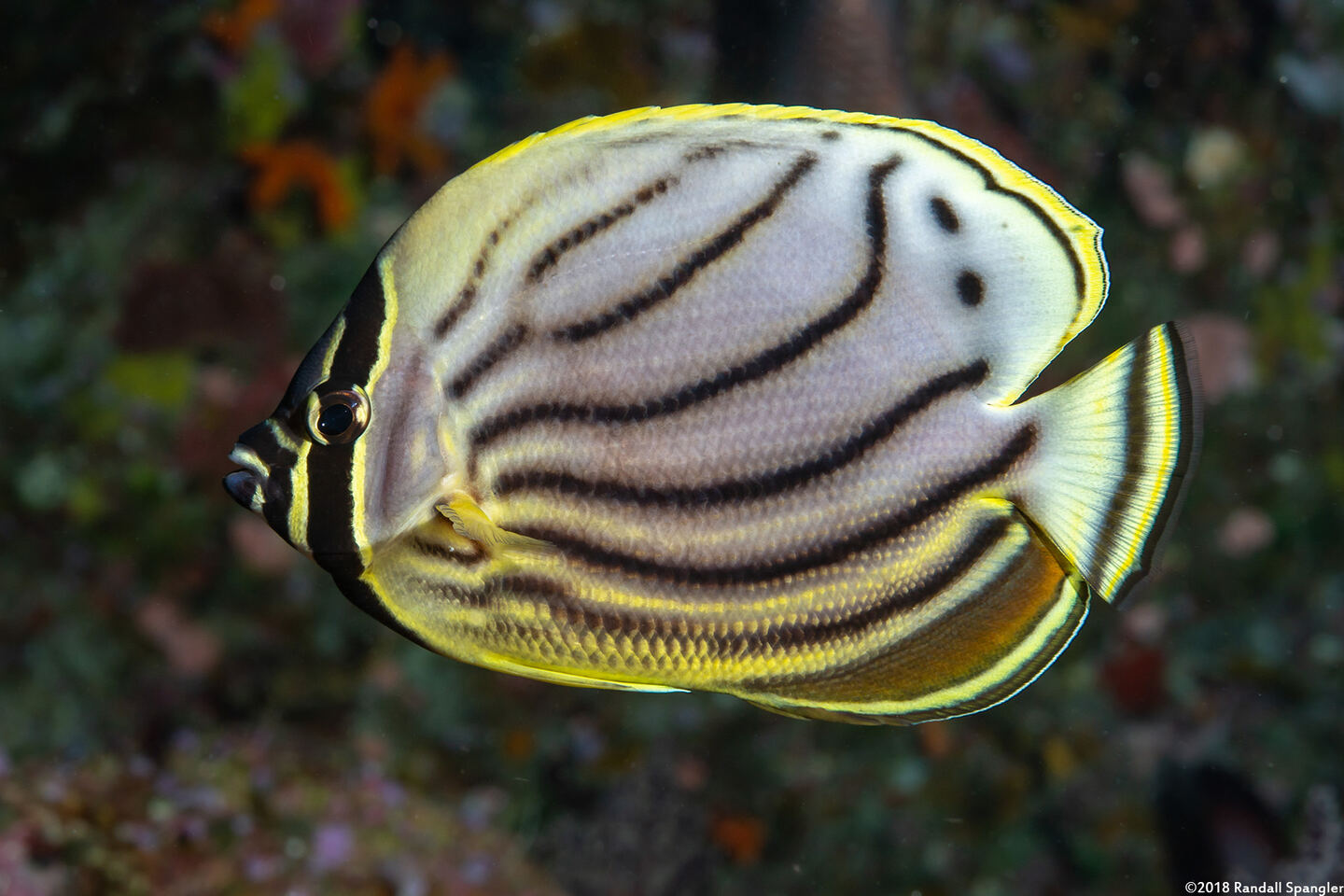 Chaetodon meyeri (Meyer's Butterflyfish); Hybrid with reticulated butterflyfish