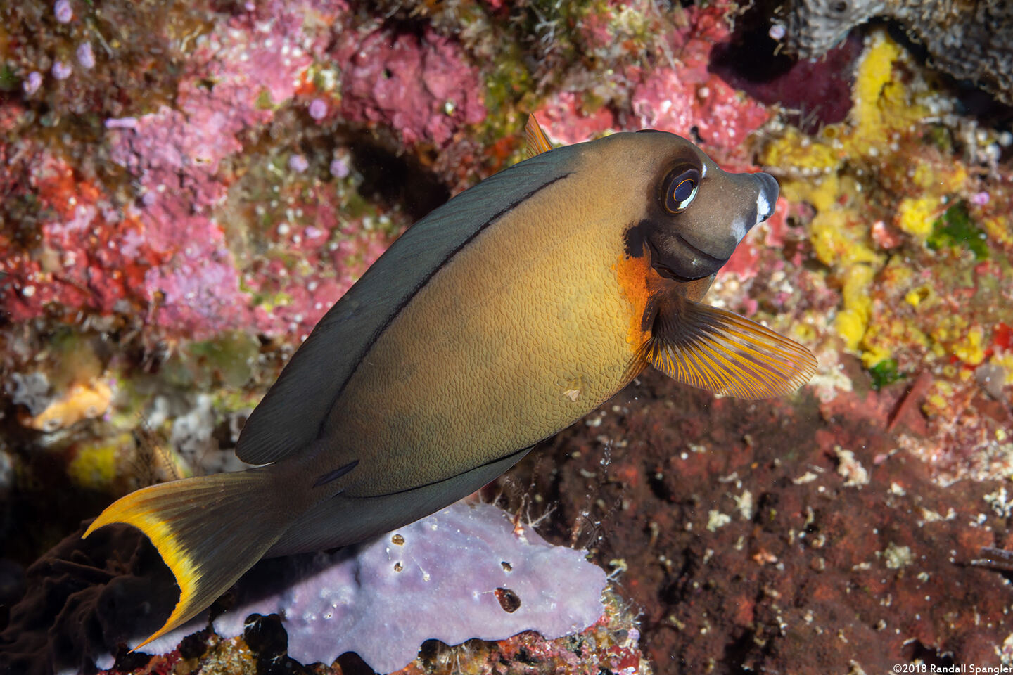 Acanthurus pyroferus (Mimic Surgeonfish)