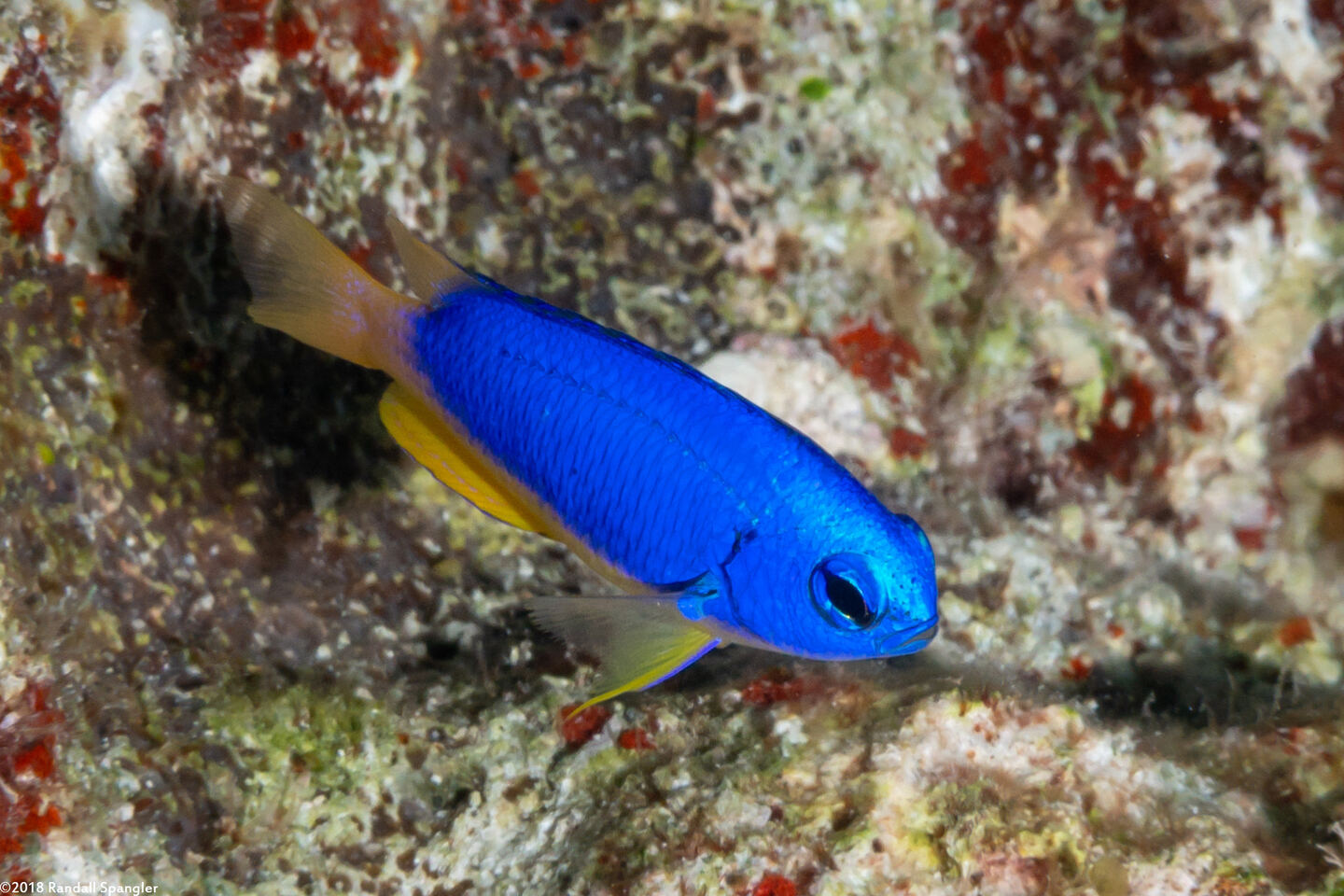 Pomacentrus coelestis (Neon Damsel)