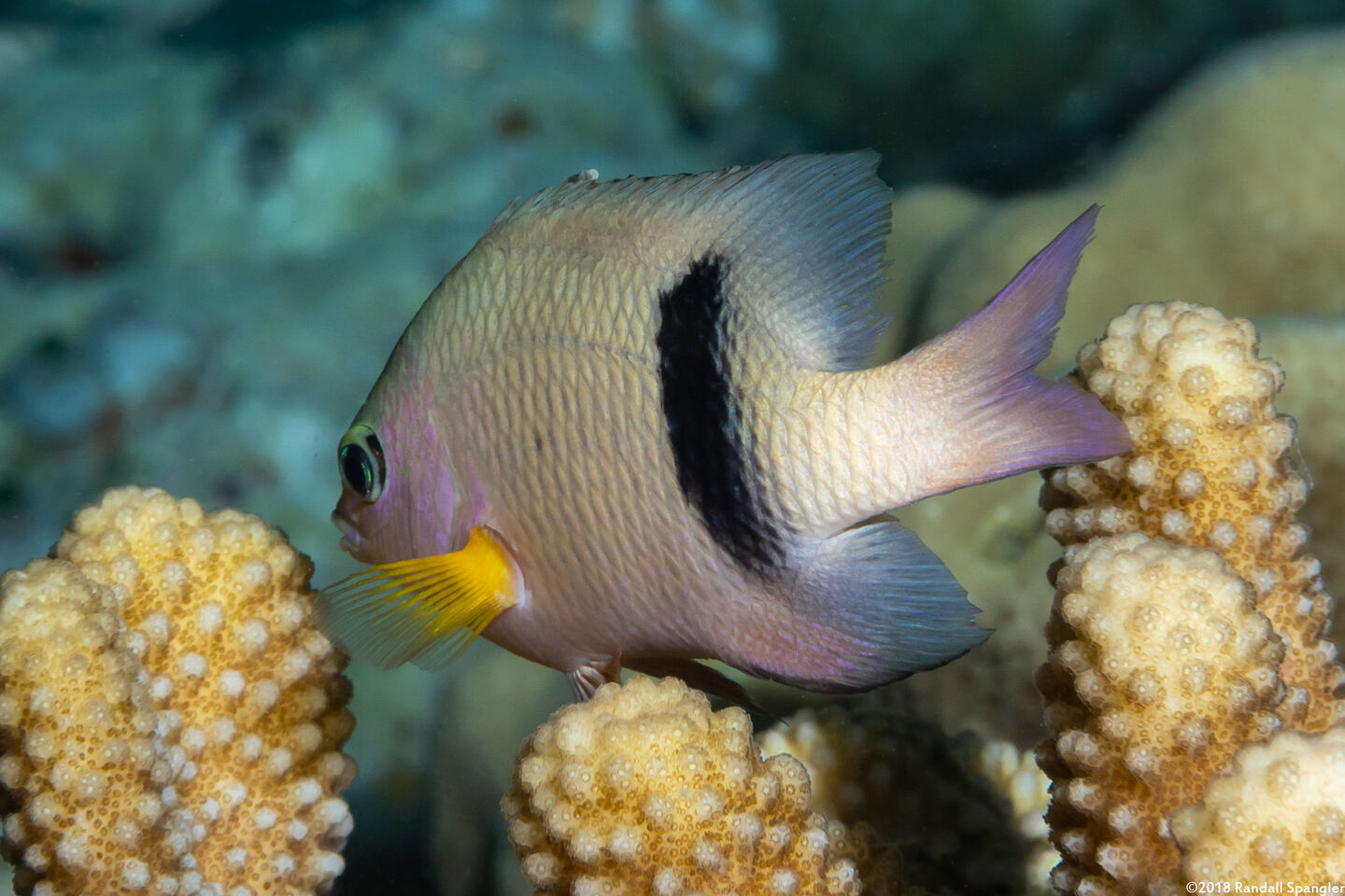 Plectroglyphidodon dickii (Blackbar Damsel)