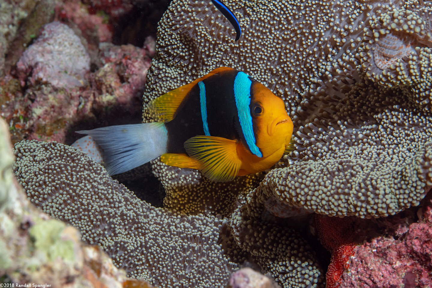 Amphiprion chrysopterus (Orangefin Anemonefish)