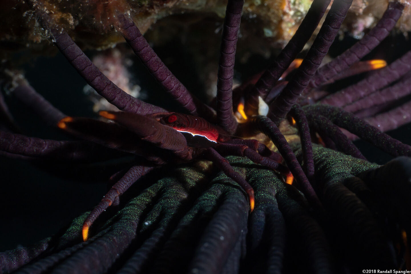 Allogalathea babai (Baba's Crinoid Squat Lobster)
