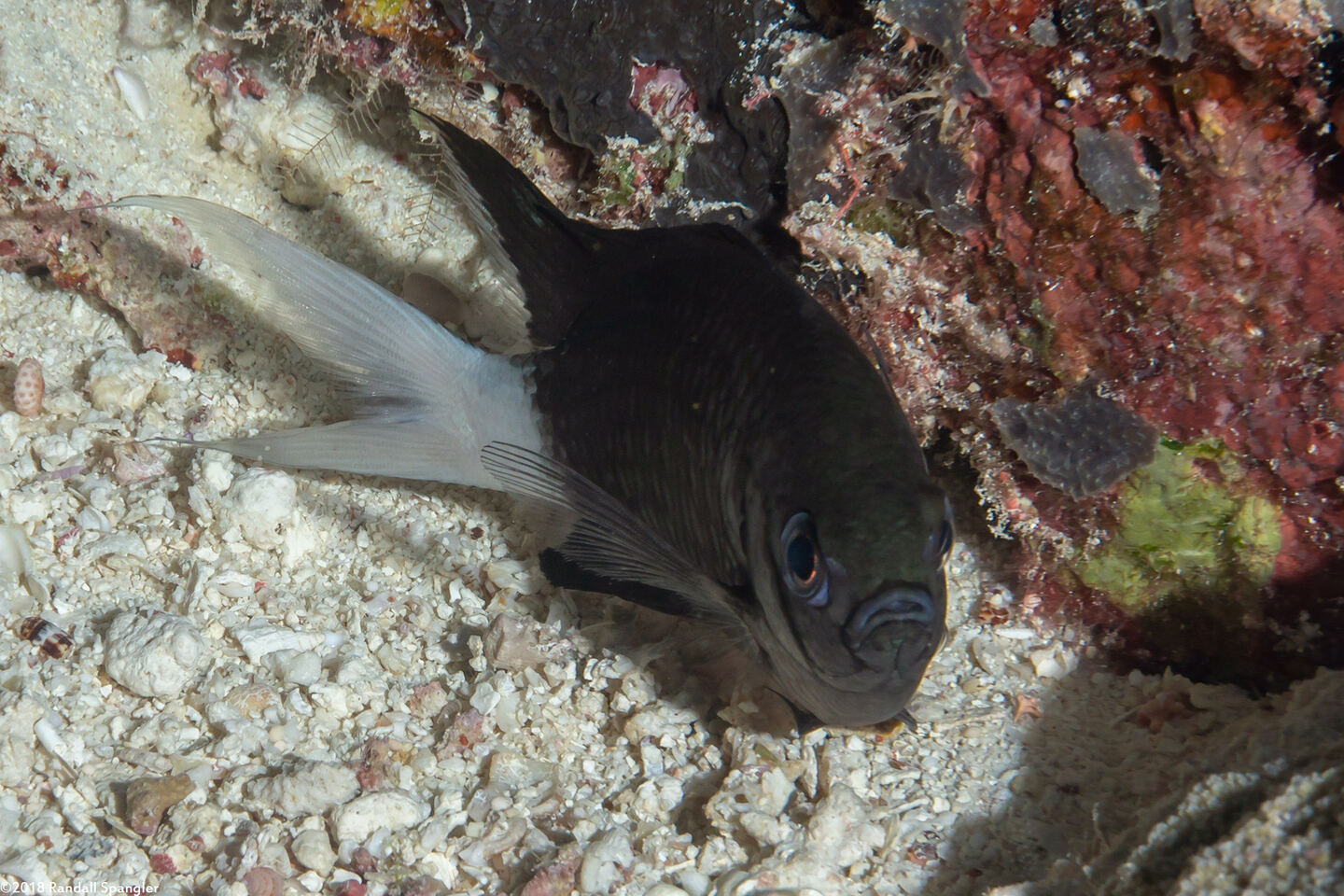 Chromis xanthura (Paletail Chromis)
