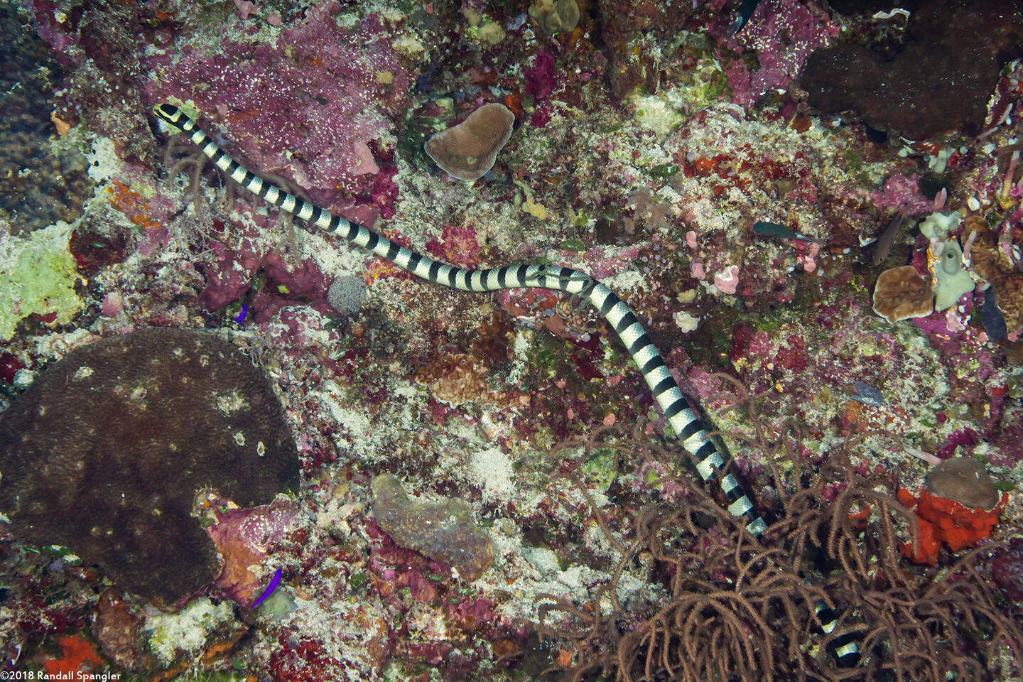 Laticauda colubrina (Banded Sea Krait)