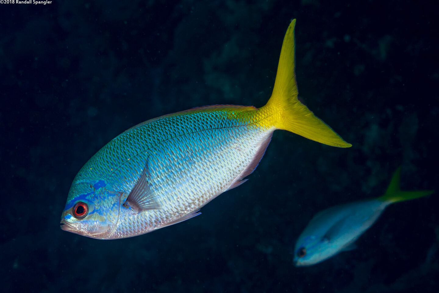 Caesio cuning (Yellowtail Fusilier)