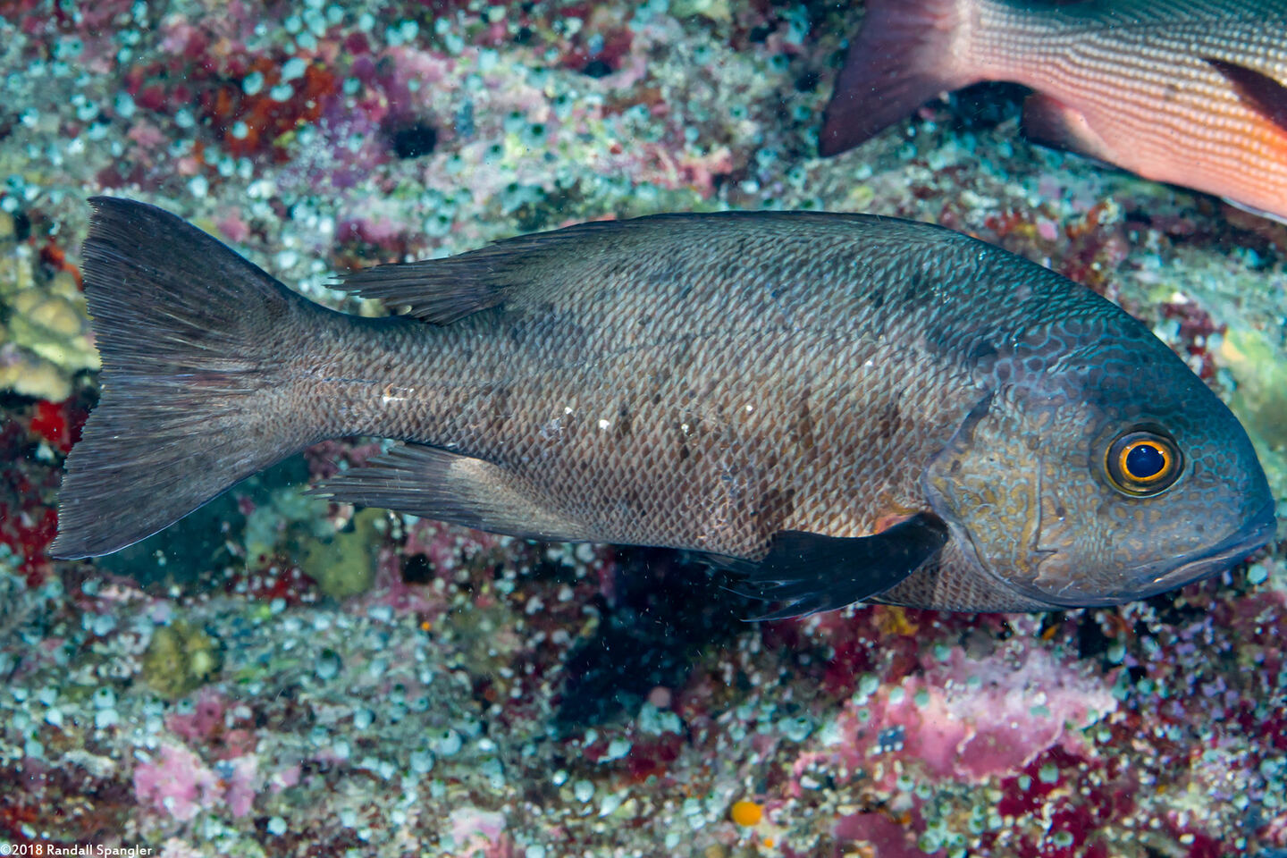Macolor niger (Black Snapper)
