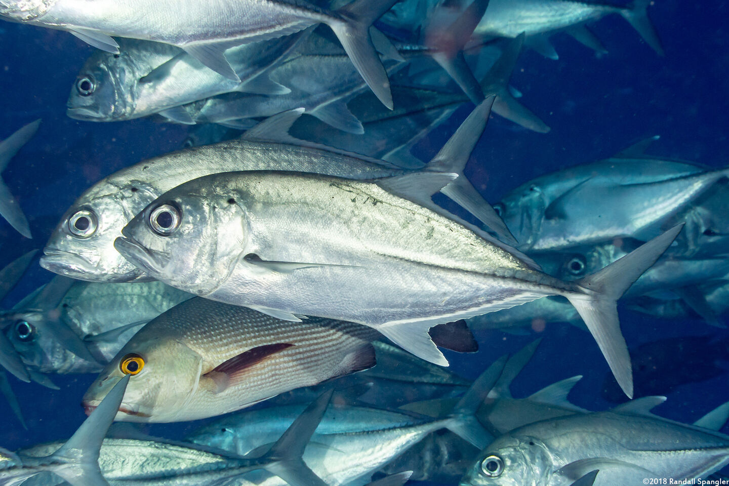 Caranx sexfasciatus (Bigeye Trevally)