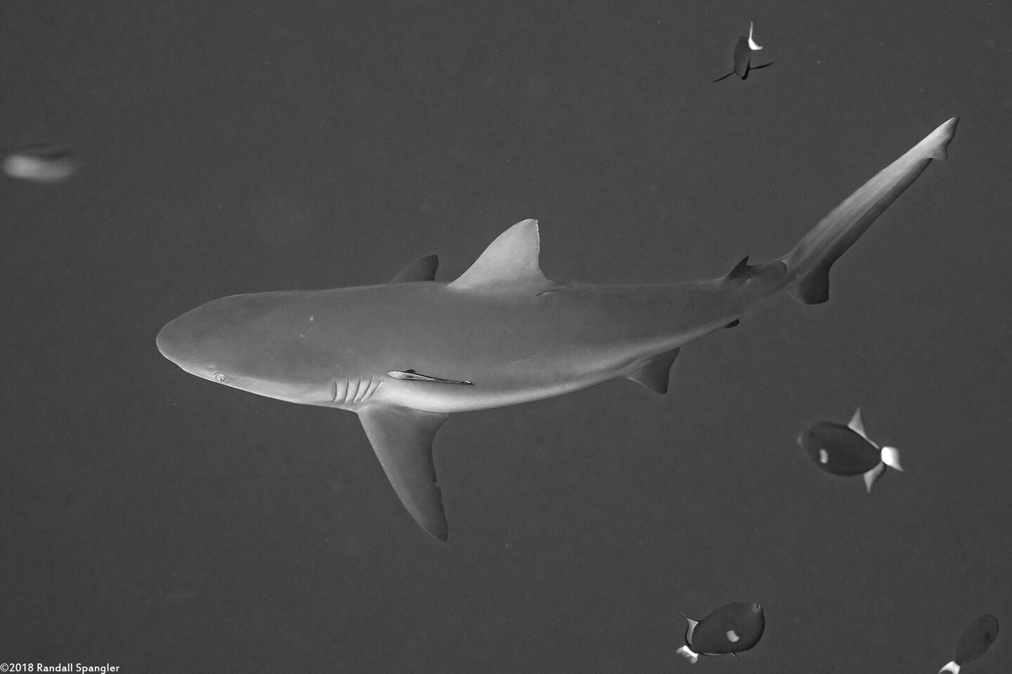 Carcharhinus amblyrhynchos (Gray Reef Shark)