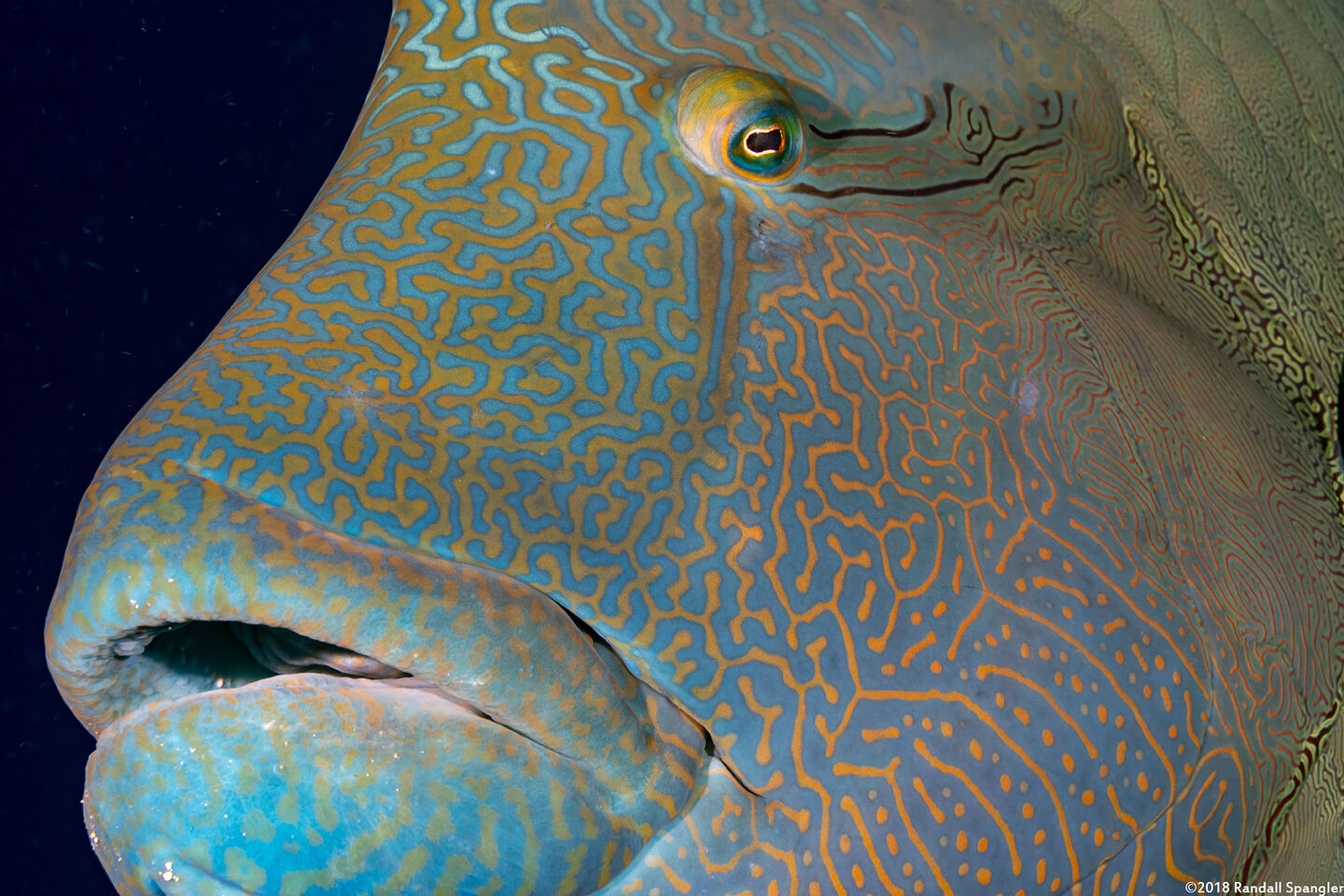 Cheilinus undulatus (Humphead Wrasse)