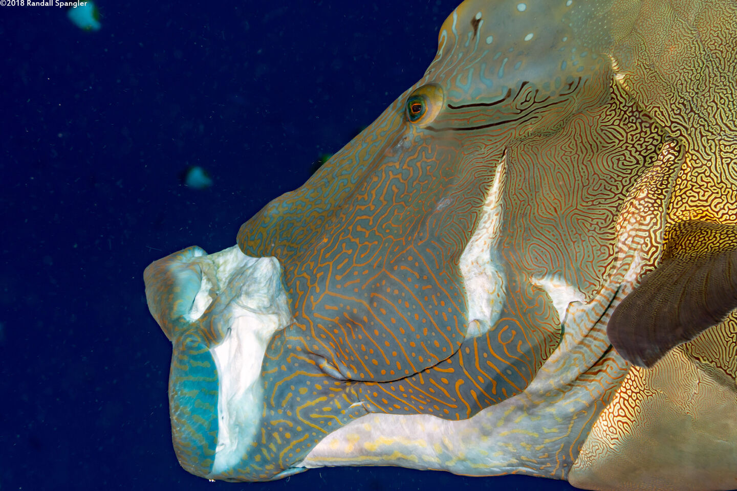 Cheilinus undulatus (Humphead Wrasse); Eating
