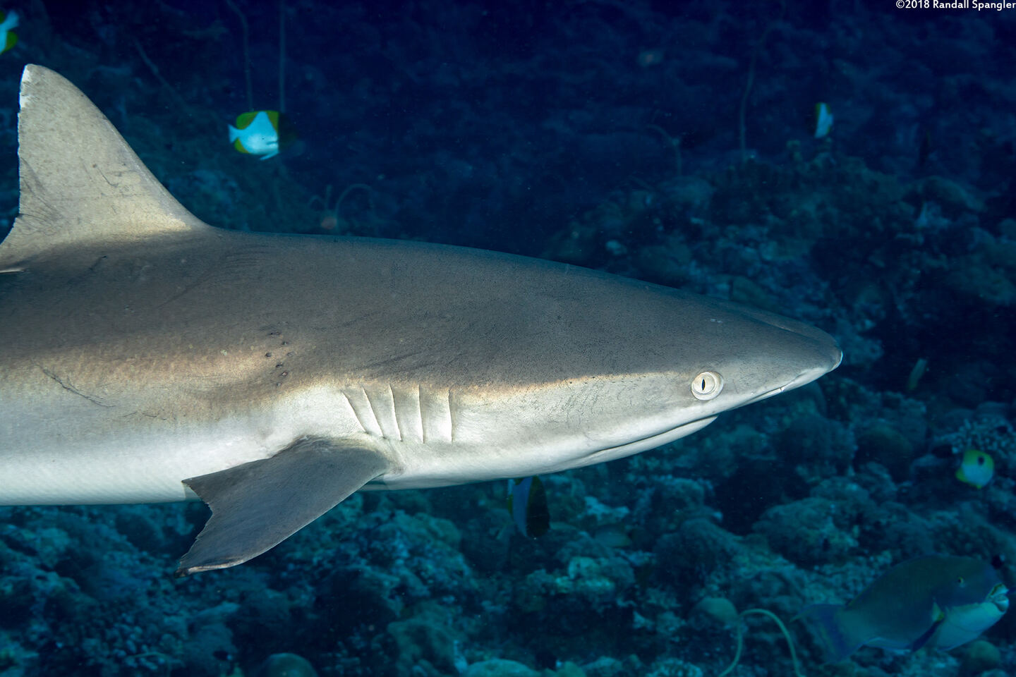 Carcharhinus amblyrhynchos (Gray Reef Shark)