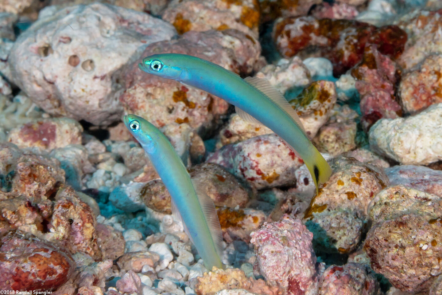 Ptereleotris heteroptera (Spottail Dartfish)