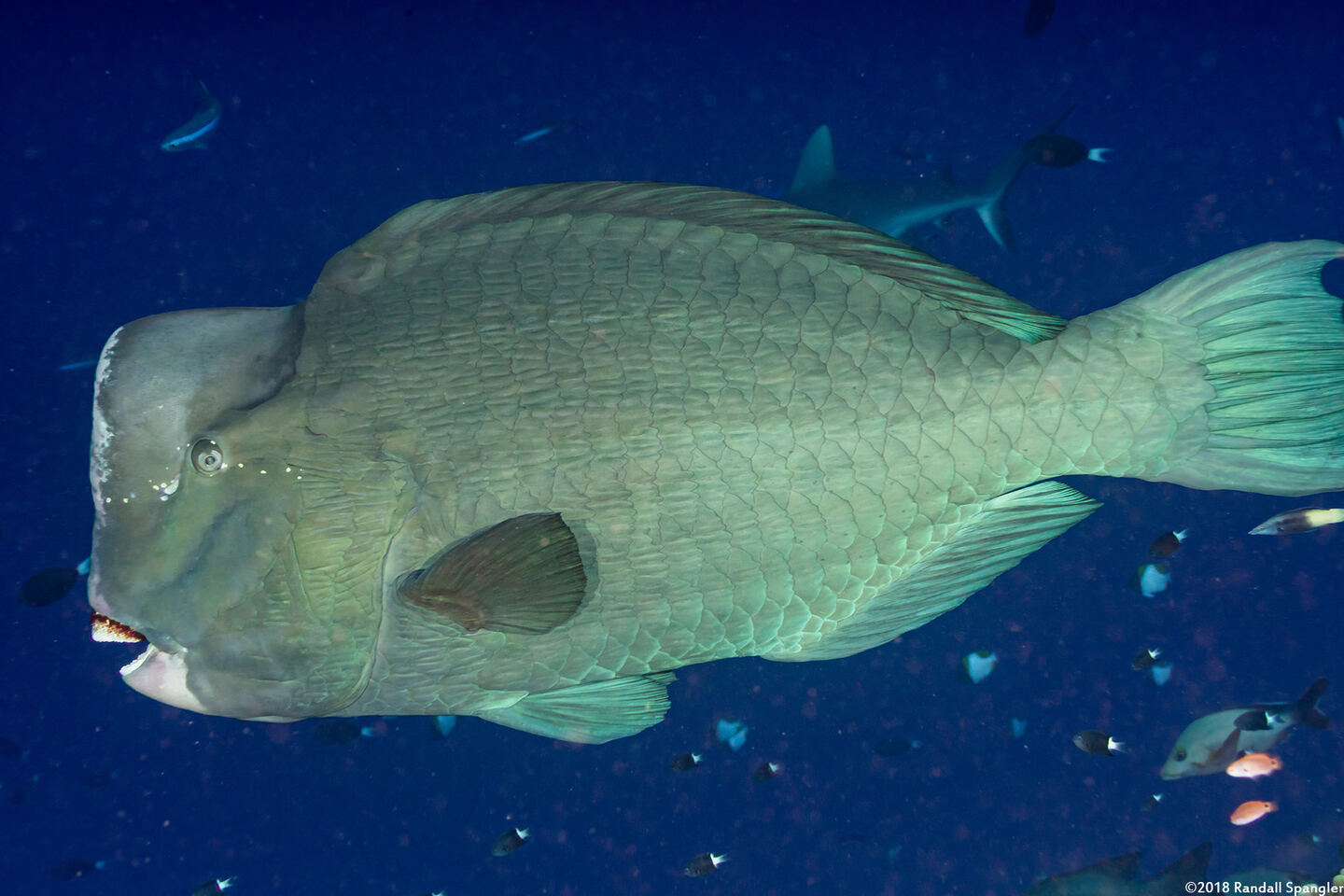 Bolbometopon muricatum (Bumphead Parrotfish)