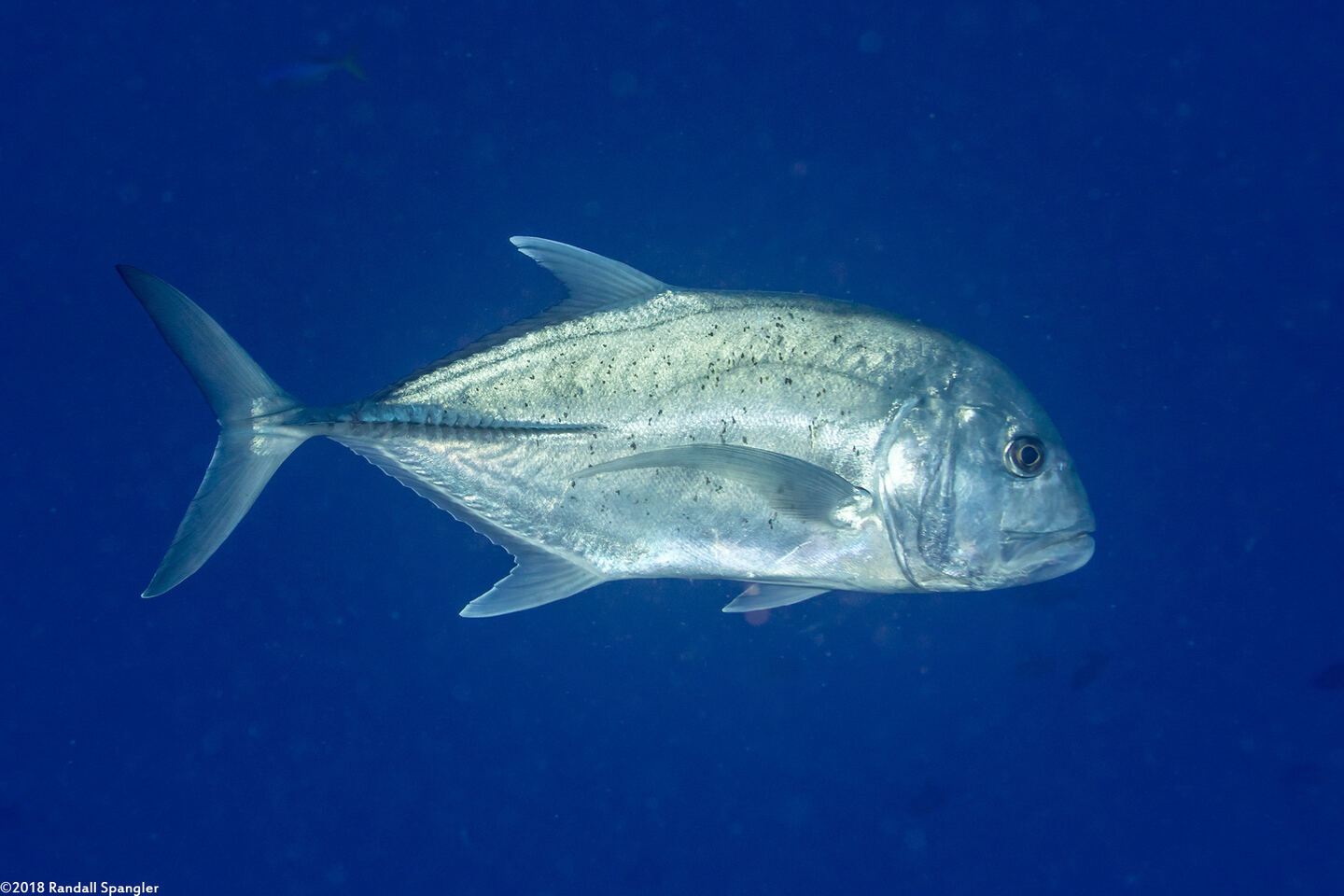 Caranx ignobilis (Giant Trevally)