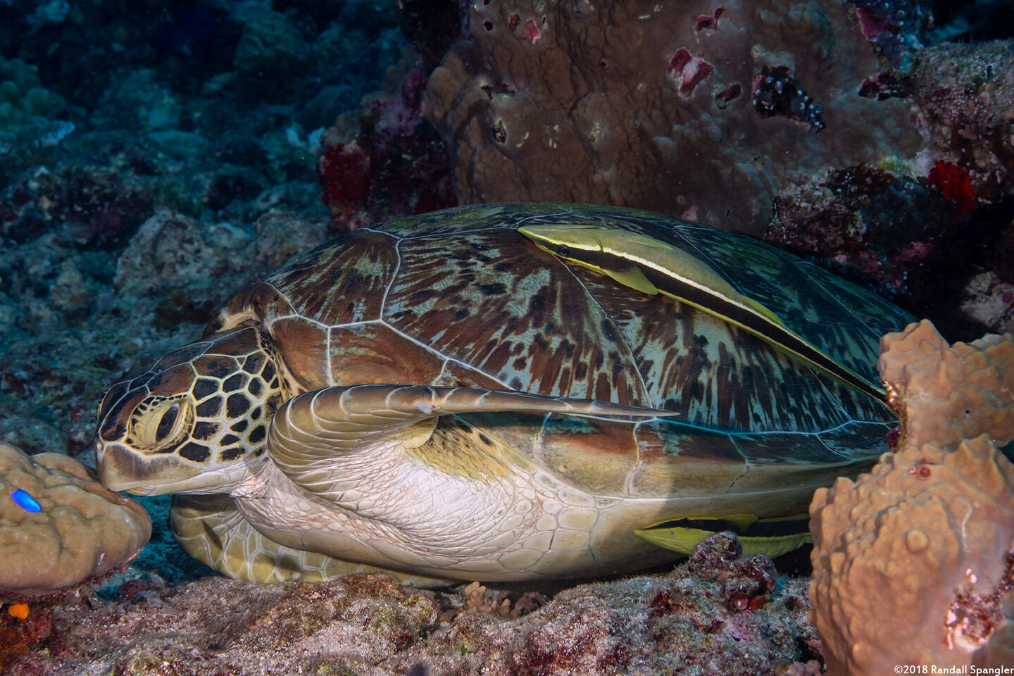 Chelonia mydas (Green Sea Turtle)