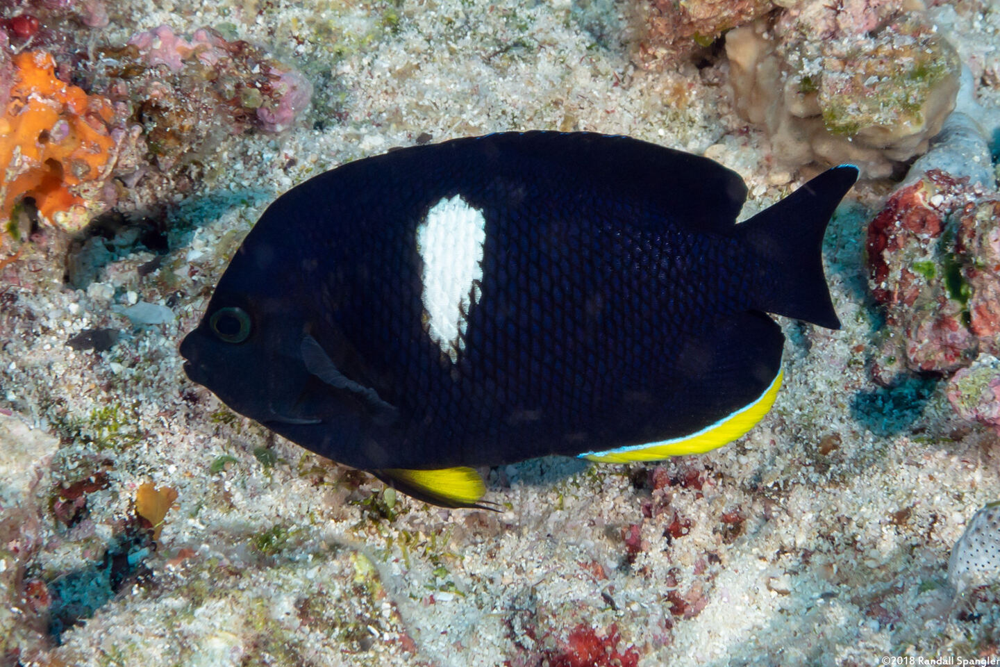 Centropyge tibicen (Keyhole Angelfish)