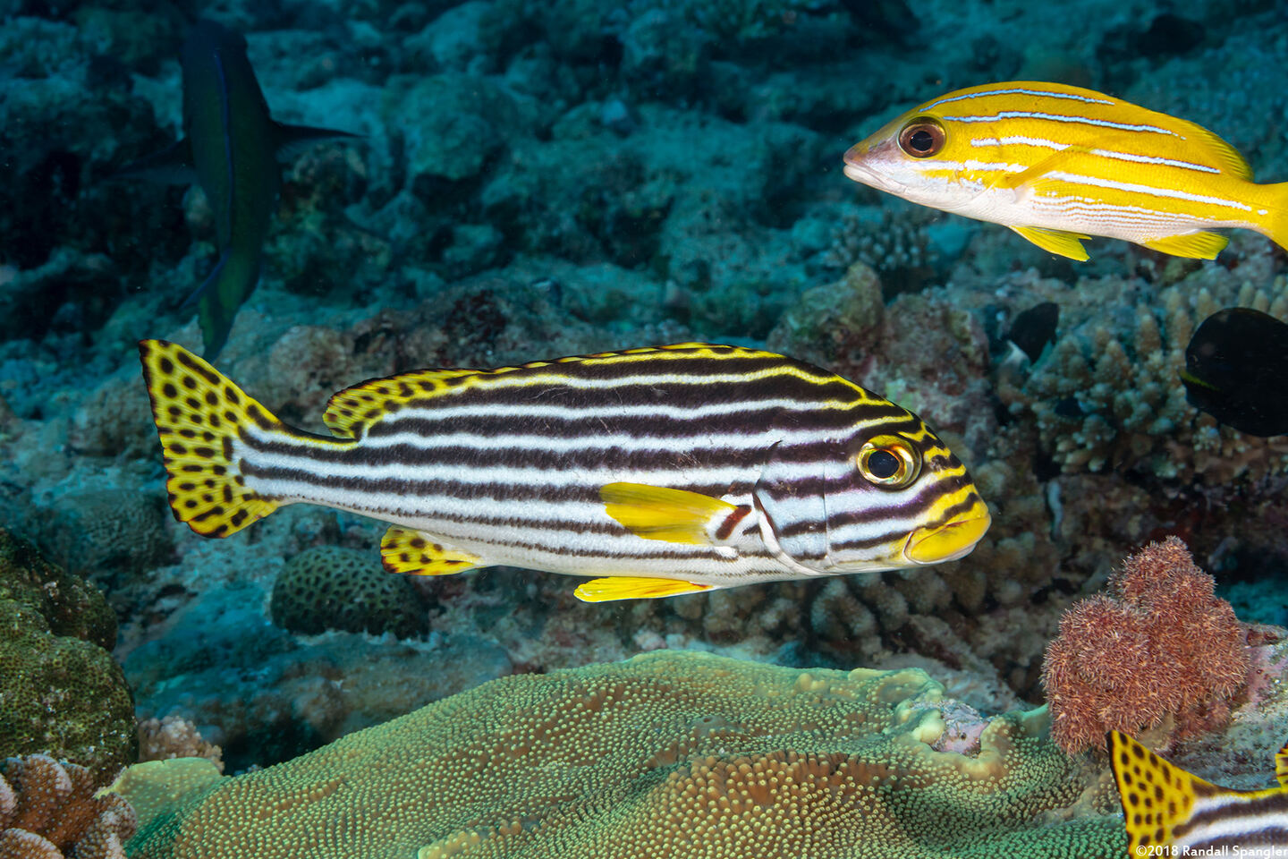 Plectorhinchus vittatus (Oriental Sweetlips)