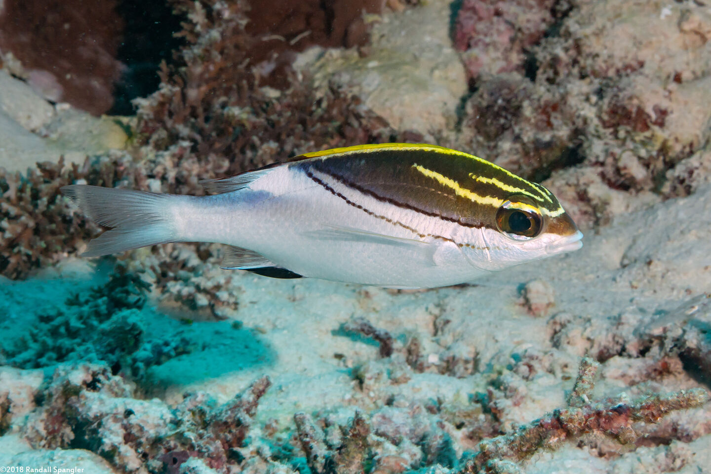 Scolopsis bilineata (Bridled Monocle Bream)