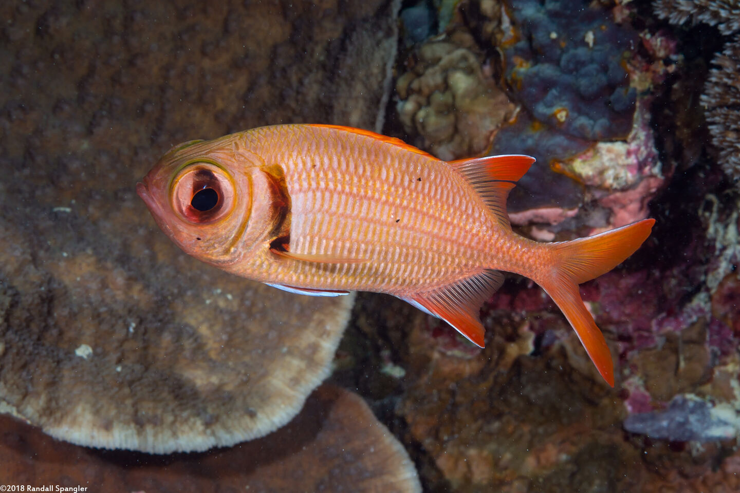 Myripristis kuntee (Pearly Soldierfish)
