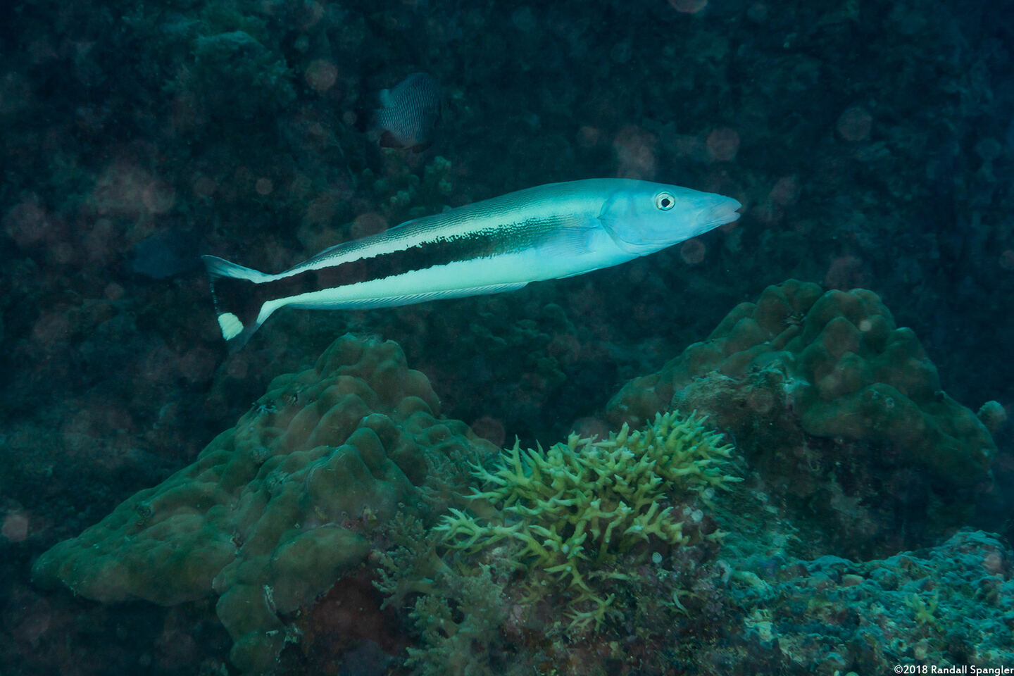 Malacanthus latovittatus (Blue Blanquillo)