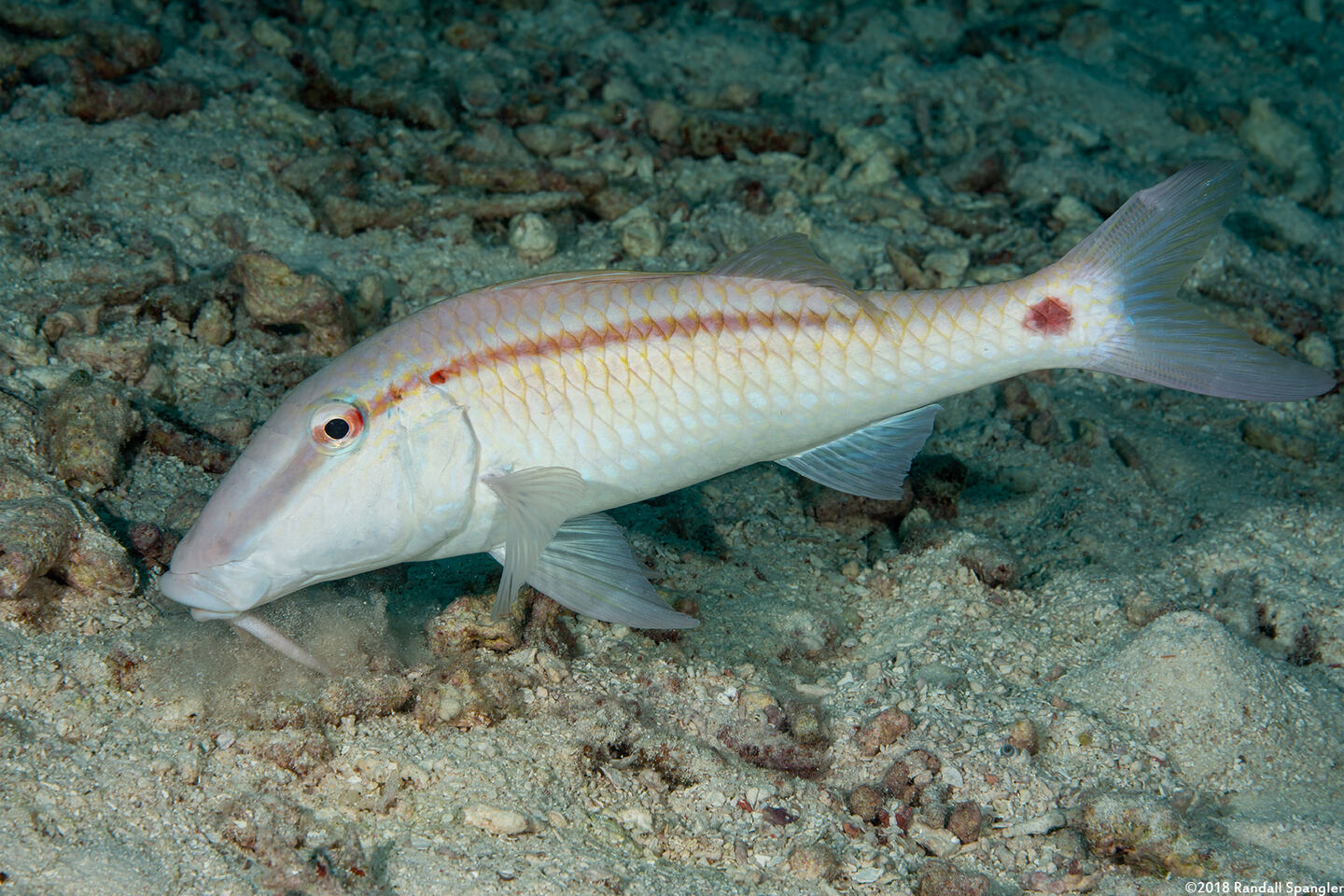 Parupeneus barberinus (Dash-Dot Goatfish)