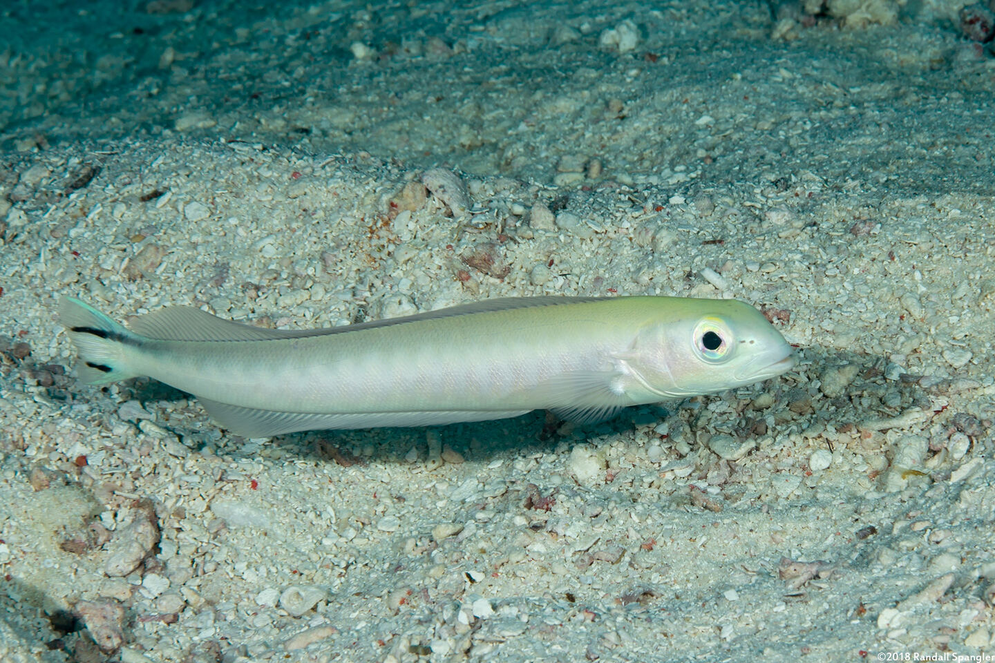 Malacanthus brevirostris (Flagtail Blanquillo)