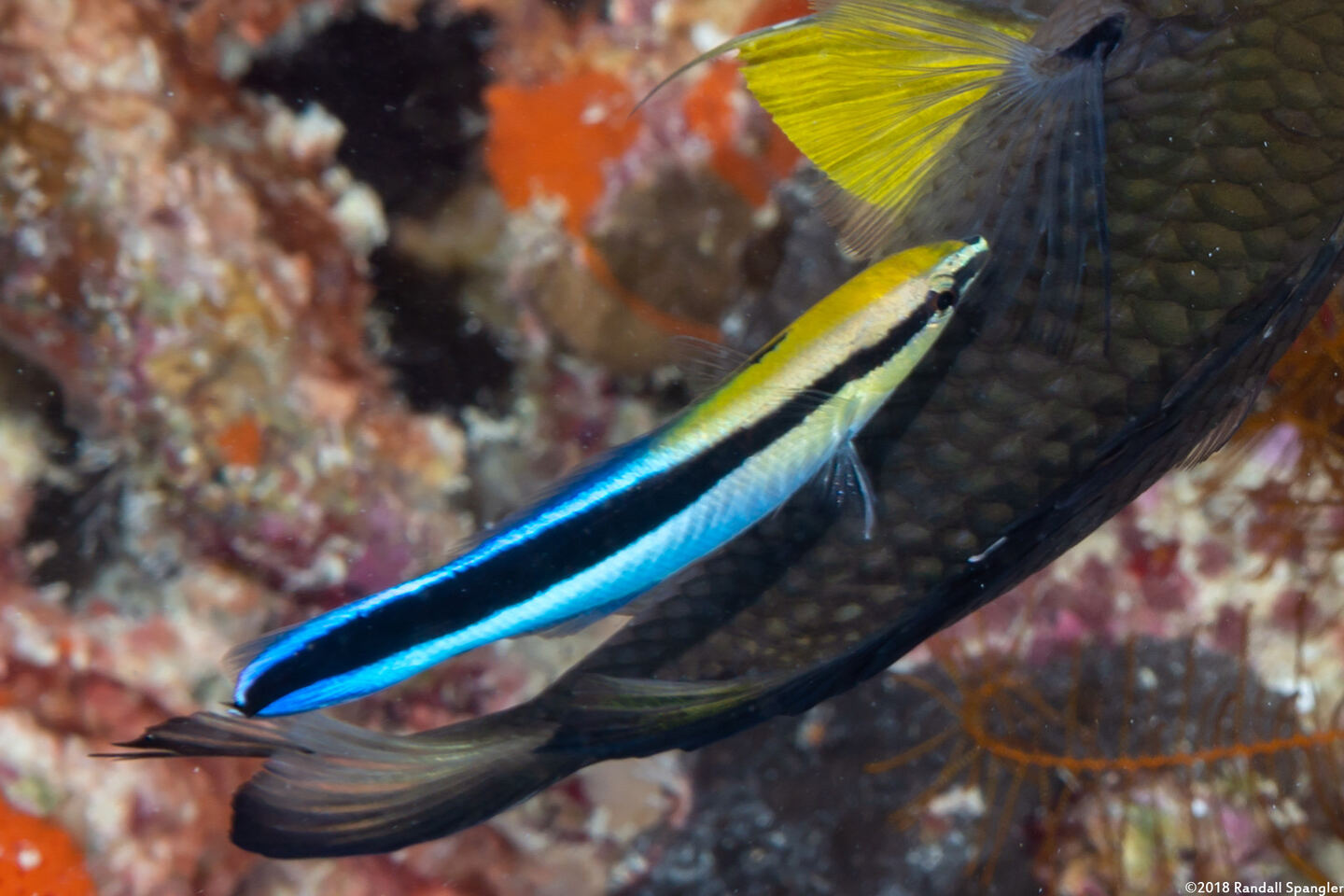 Labroides dimidiatus (Bluestreak Cleaner Wrasse)