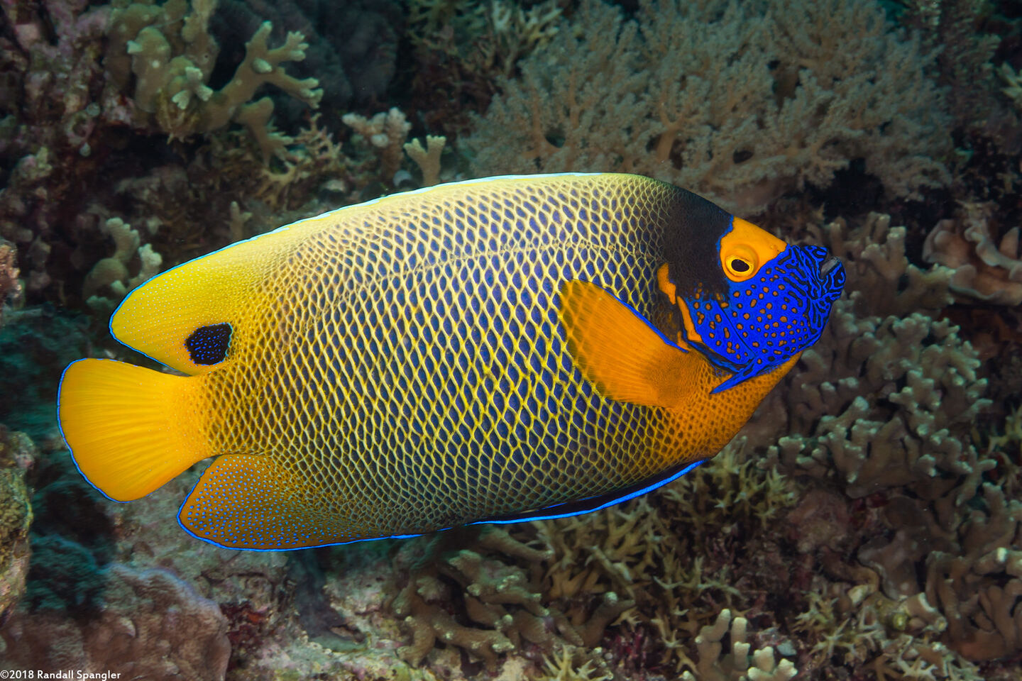 Pomacanthus xanthometopon (Yellow-Mask Angelfish)