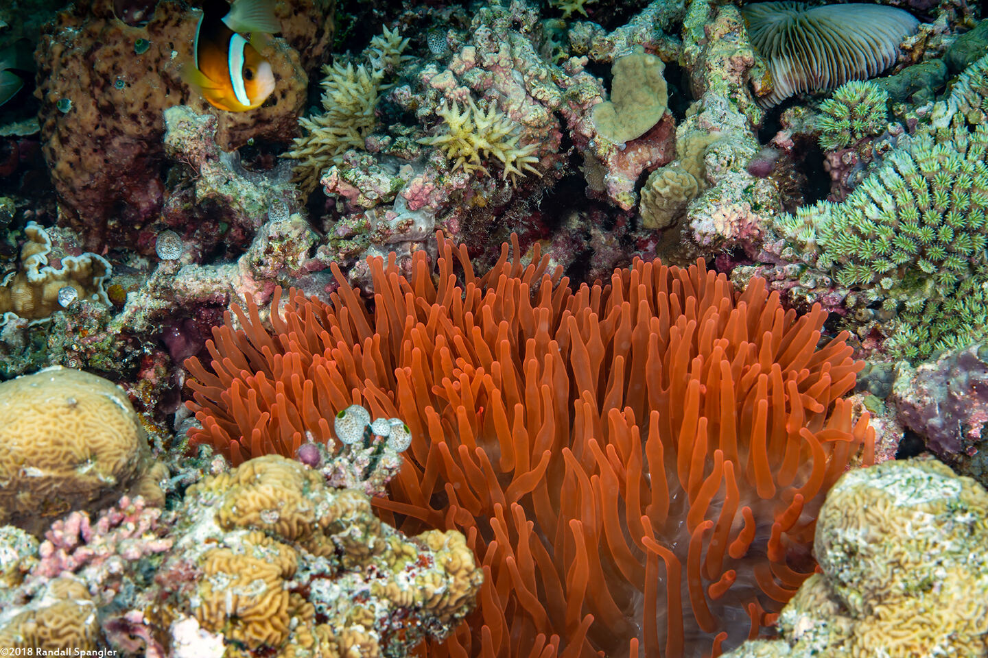 Entacmaea quadricolor (Bubble-Tip Anemone)