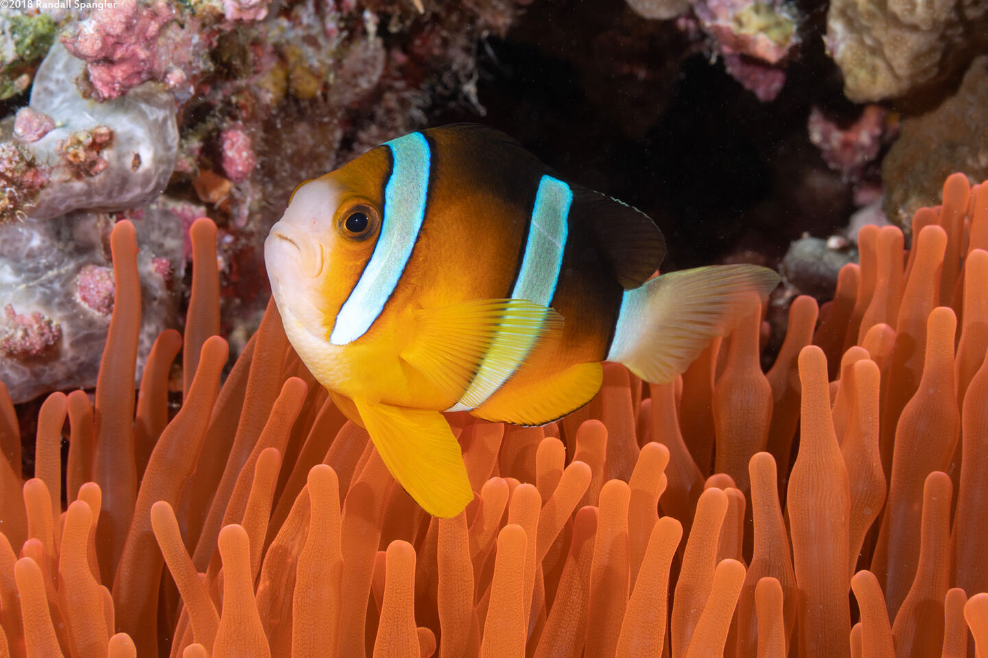 Amphiprion clarkii (Clark's Anemonefish)