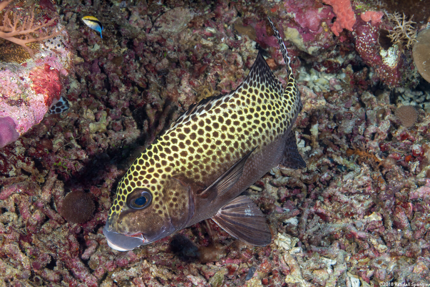 Plectorhinchus chaetodonoides (Many-Spotted Sweetlips)