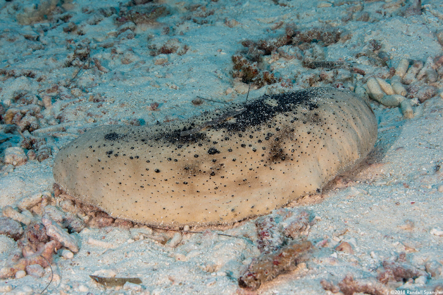 Holothuria fuscogilva (White Teatfish Sea Cucumber)