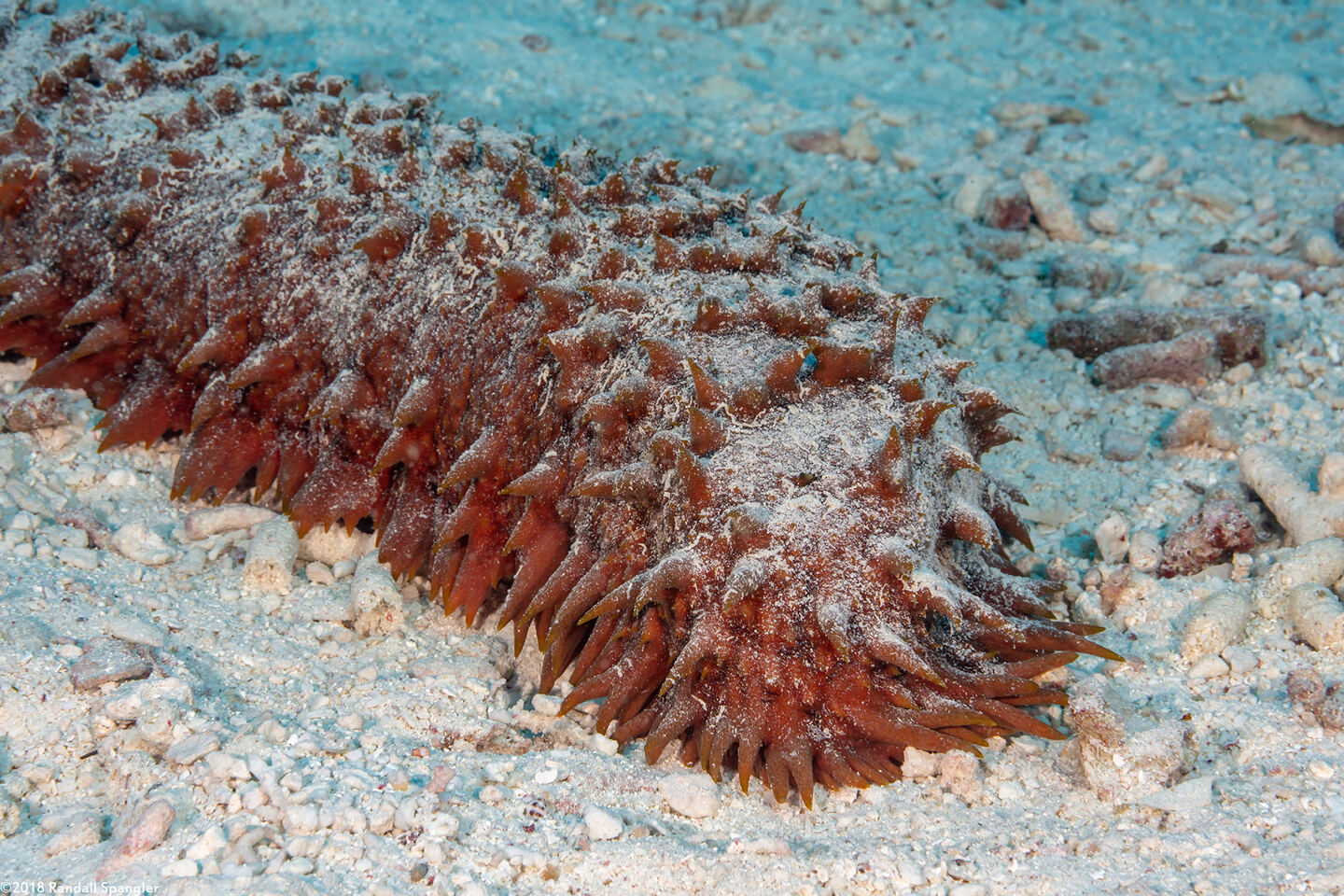 Thelenota ananas (Pineapple Sea Cucumber)