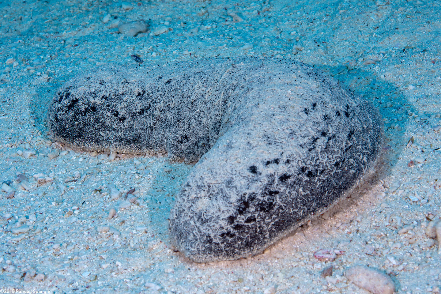 Holothuria atra (Black Sea Cucumber)